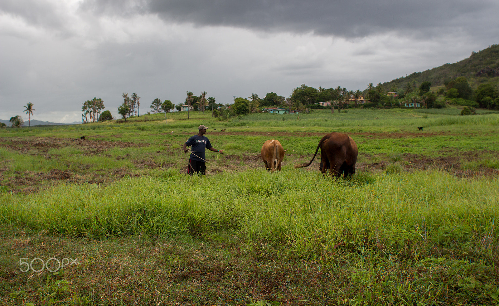 Canon EOS 700D (EOS Rebel T5i / EOS Kiss X7i) + Canon EF 28mm F1.8 USM sample photo. Labasa farmer photography