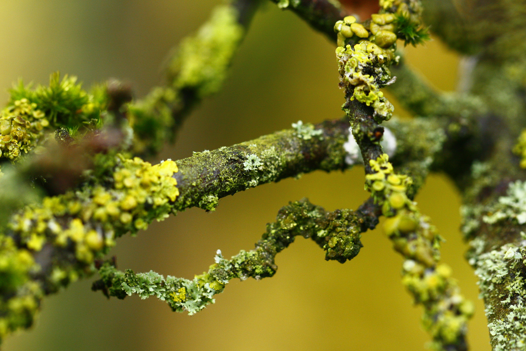 Canon EOS 450D (EOS Rebel XSi / EOS Kiss X2) + Canon EF 100mm F2.8L Macro IS USM sample photo. Lichen photography