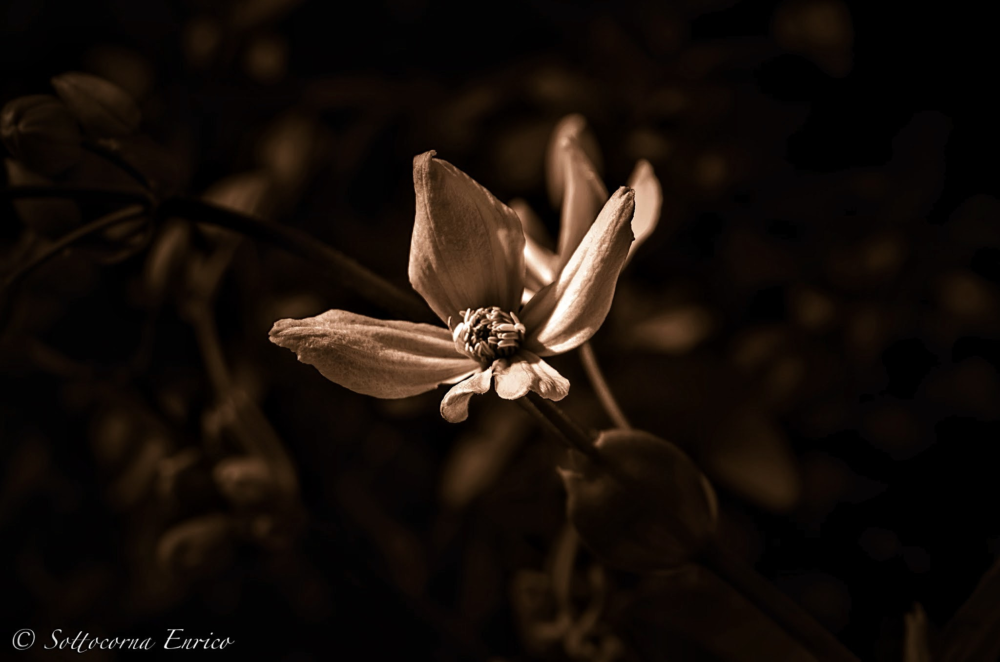 Pentax K-50 + Sigma sample photo. My flowers photography