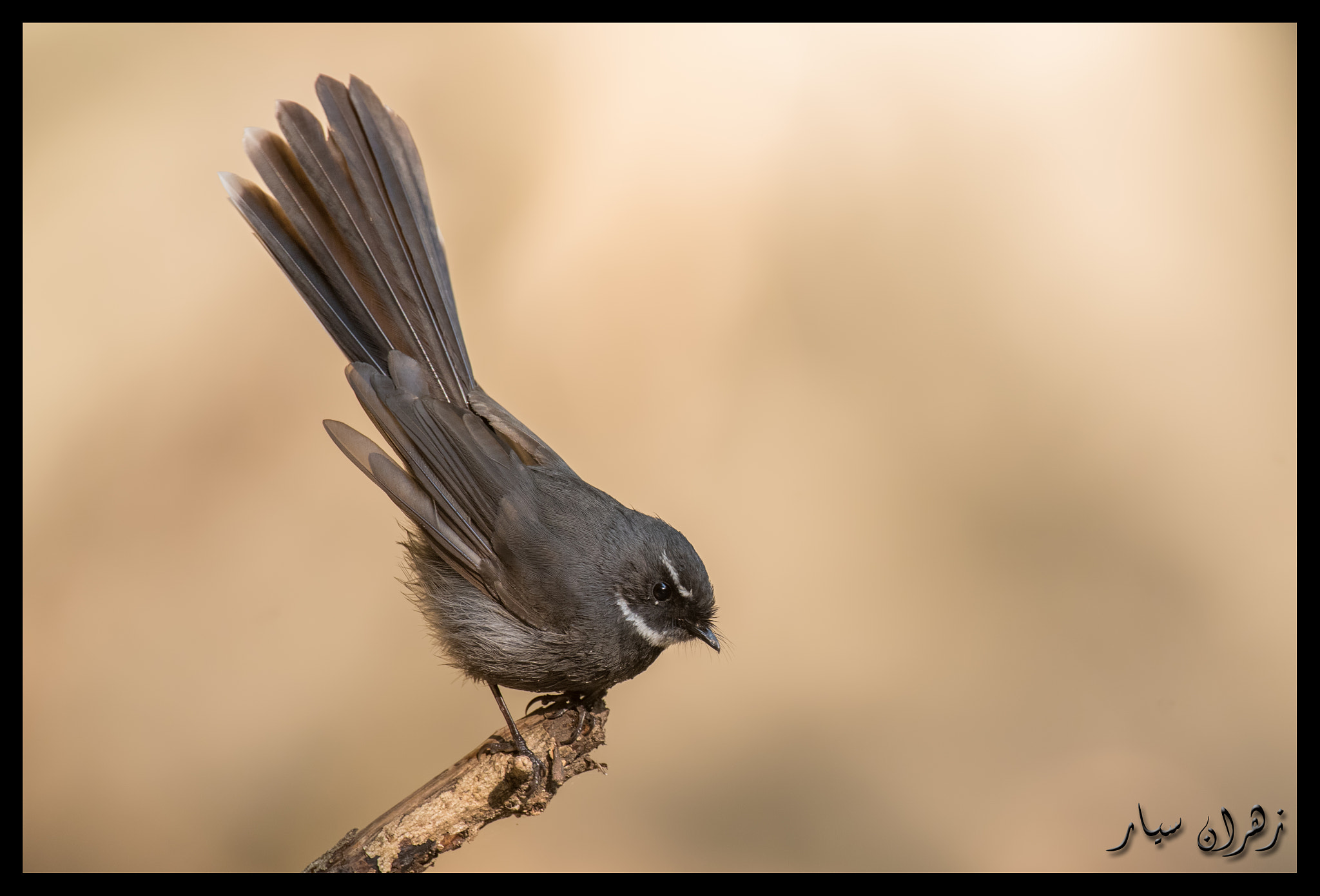 Nikon D750 + Nikon AF-S Nikkor 600mm F4G ED VR sample photo. Bird on the ledge  !! photography