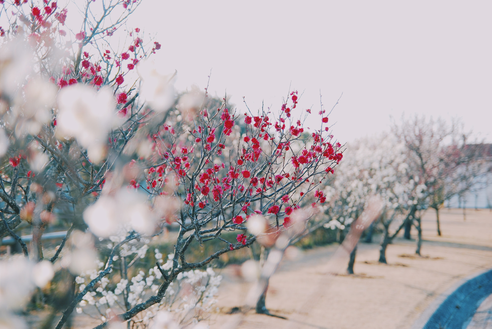 Nikon D40X sample photo. Walk photography