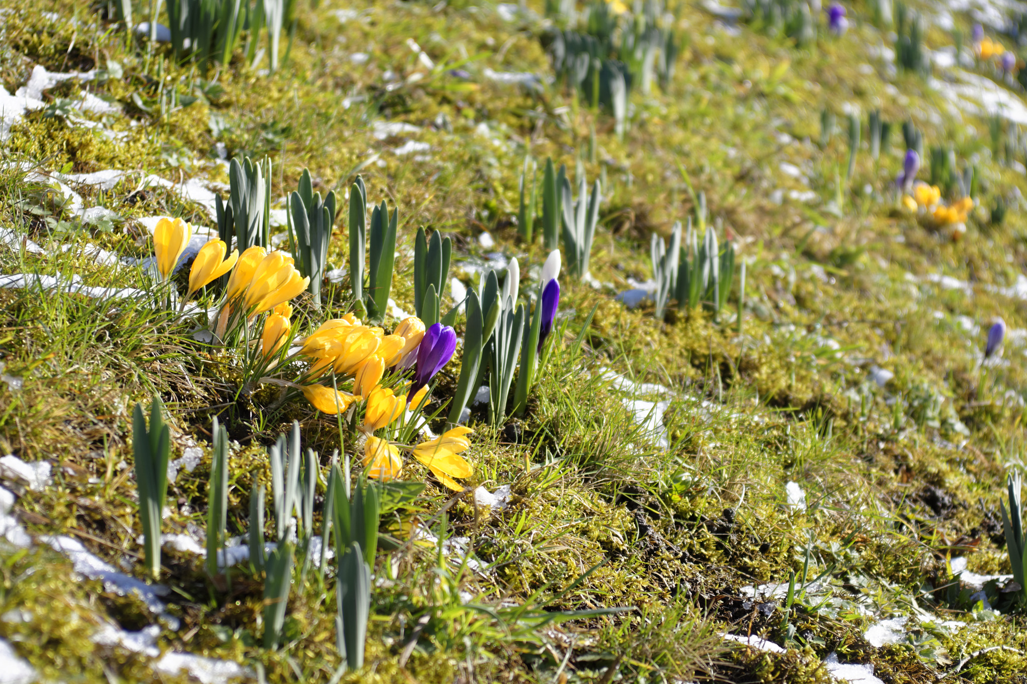 AF Zoom-Nikkor 28-85mm f/3.5-4.5 sample photo. Spring is coming! photography