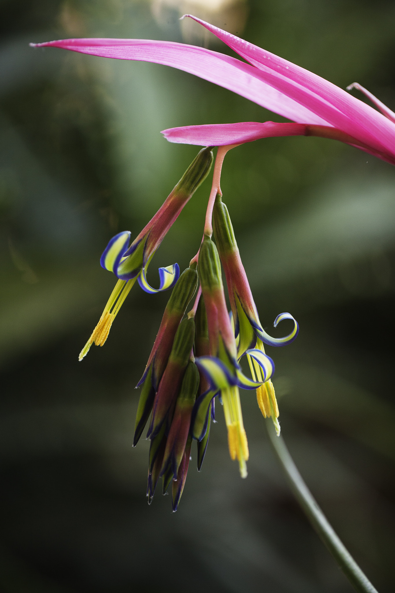 Canon EOS 5D + Canon EF 100mm F2.8L Macro IS USM sample photo. Bilbergia photography