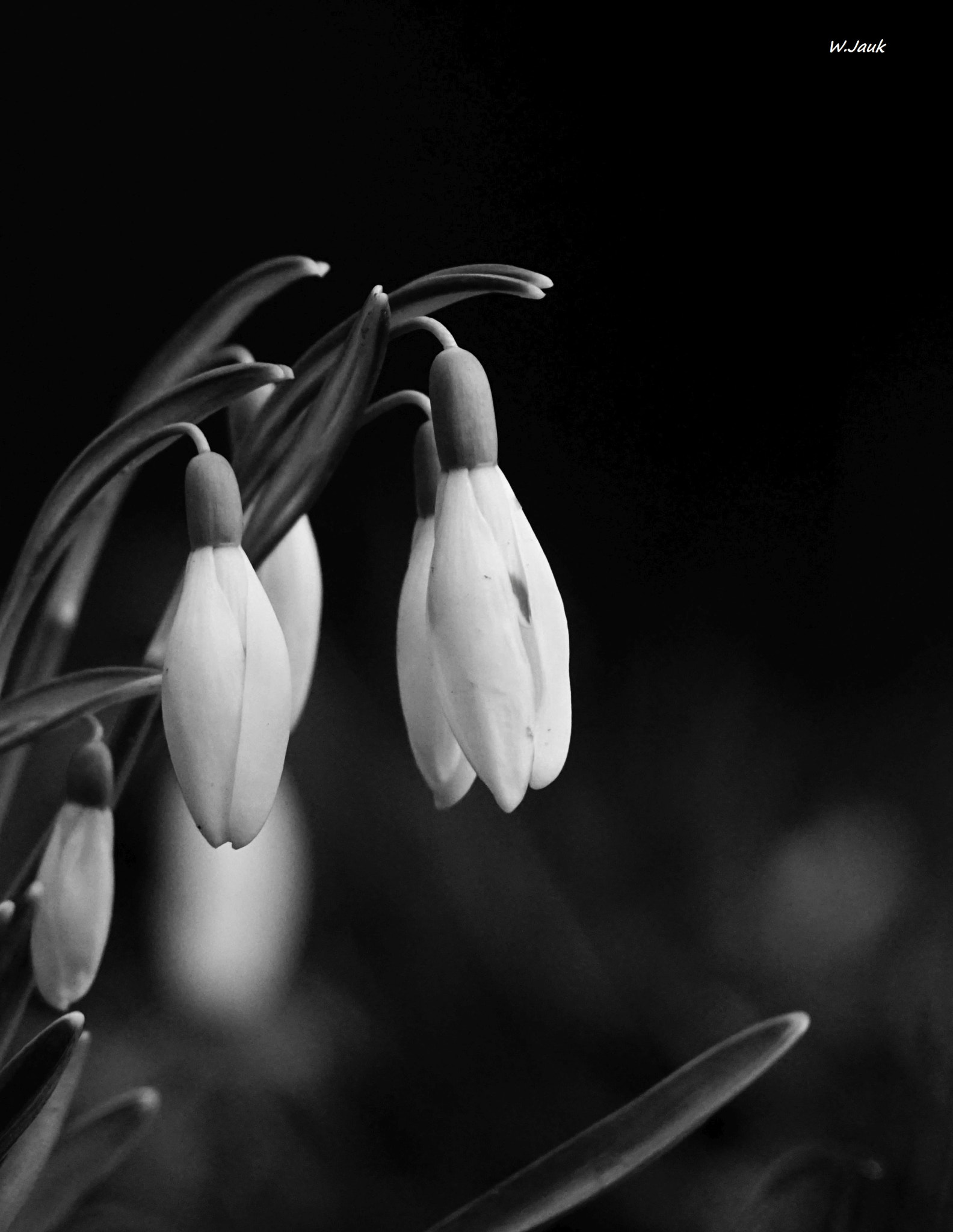 Sony 75-300mm F4.5-5.6 sample photo. Snowdrops ii photography
