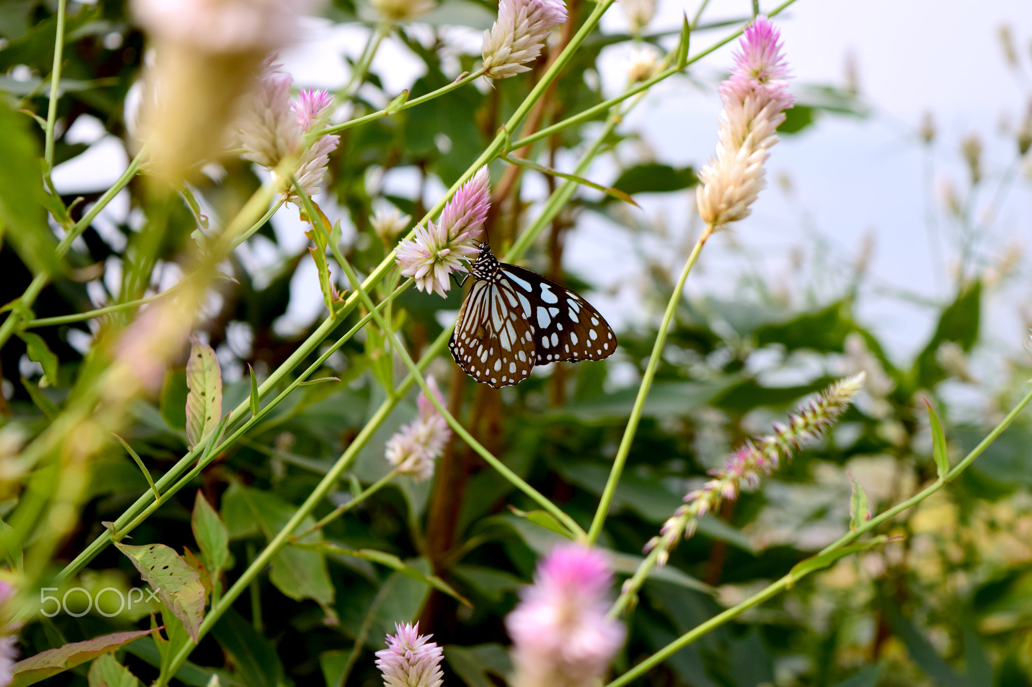 DSC_0263.JPG