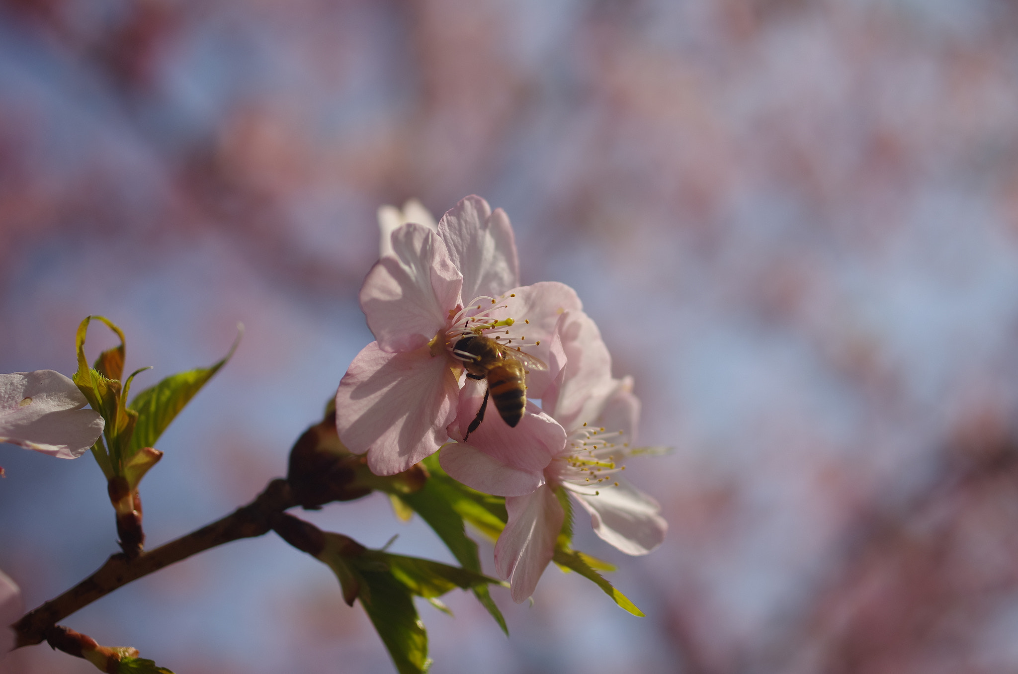 Pentax K-5 + HD Pentax DA 35mm F2.8 Macro Limited sample photo. Sunshine photography