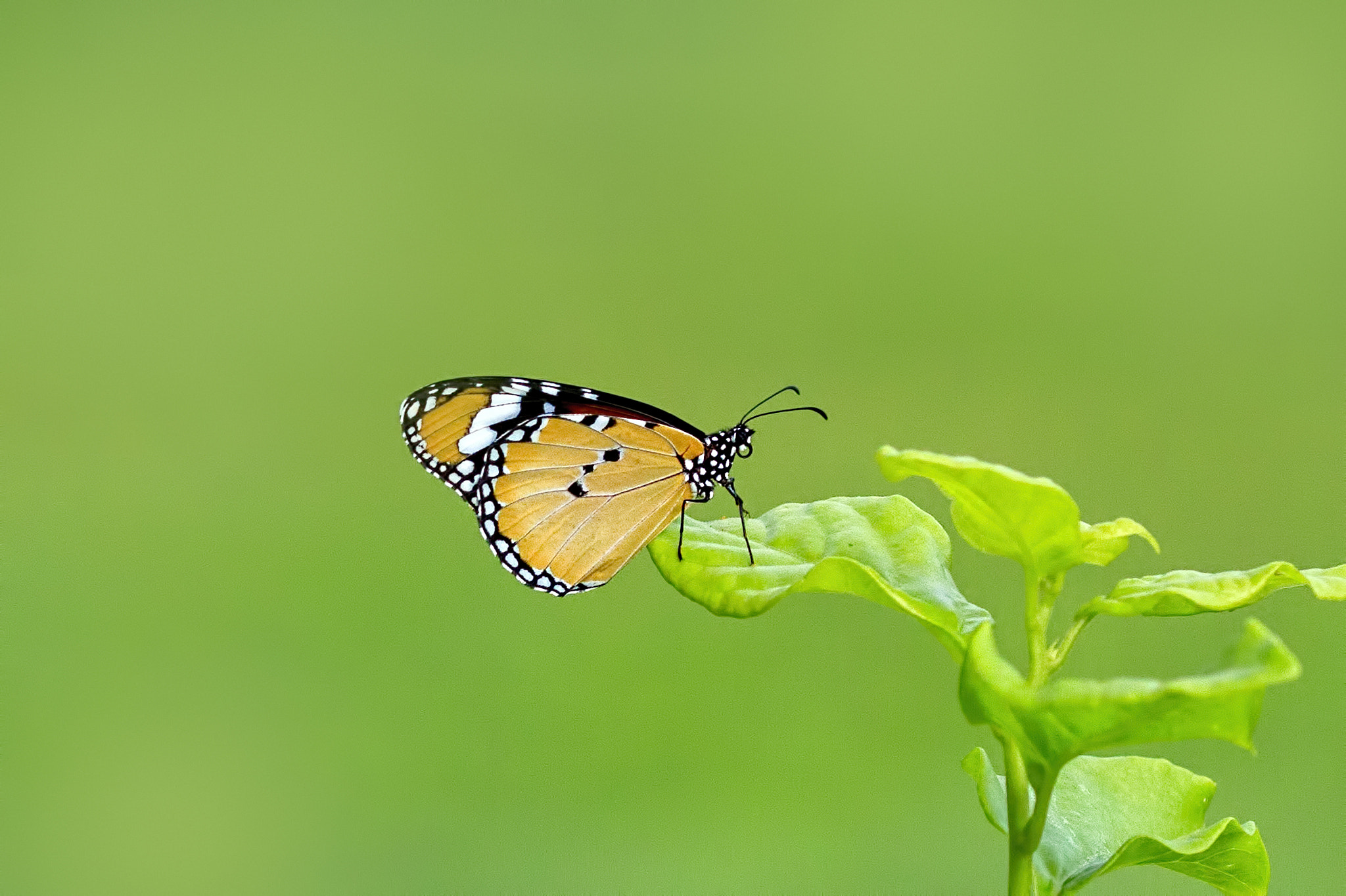 Sigma 105mm F2.8 EX DG OS HSM sample photo. Plain tiger photography