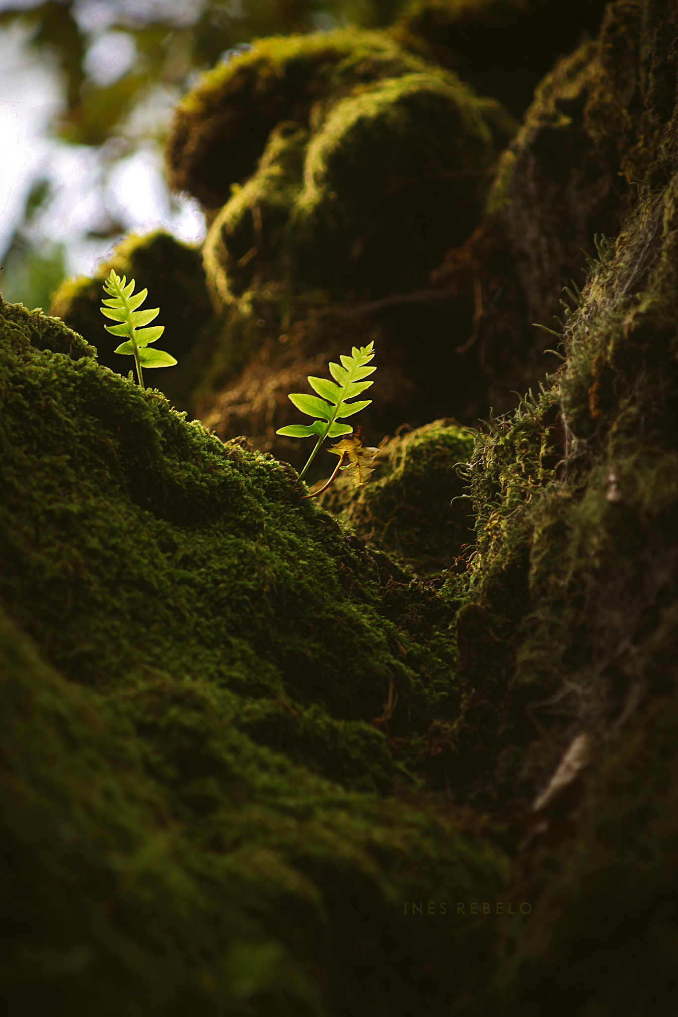 Canon EF 80-200mm f/4.5-5.6 USM sample photo. Life photography