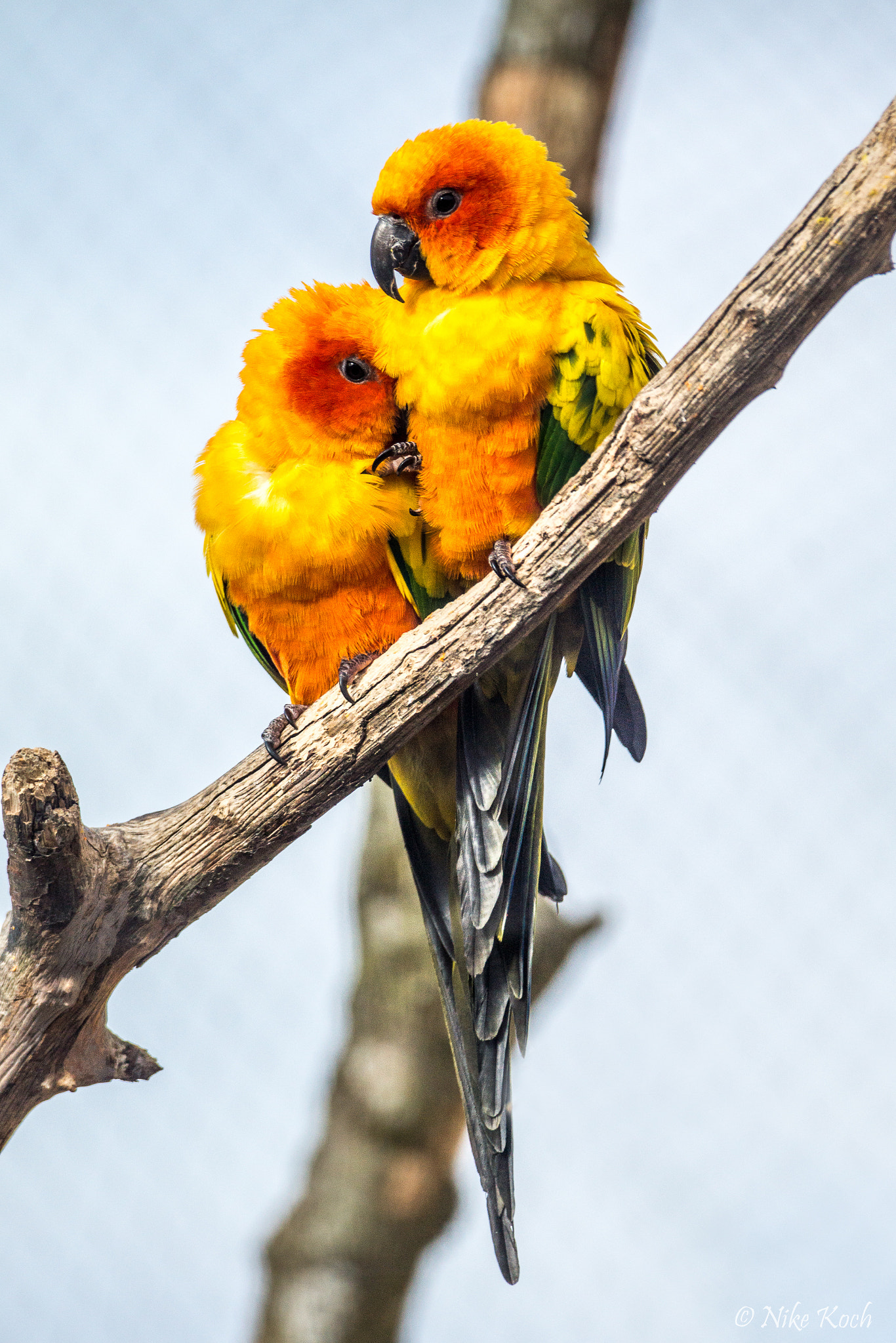 Sony 70-400mm F4-5.6 G SSM II sample photo. Getting cosy photography