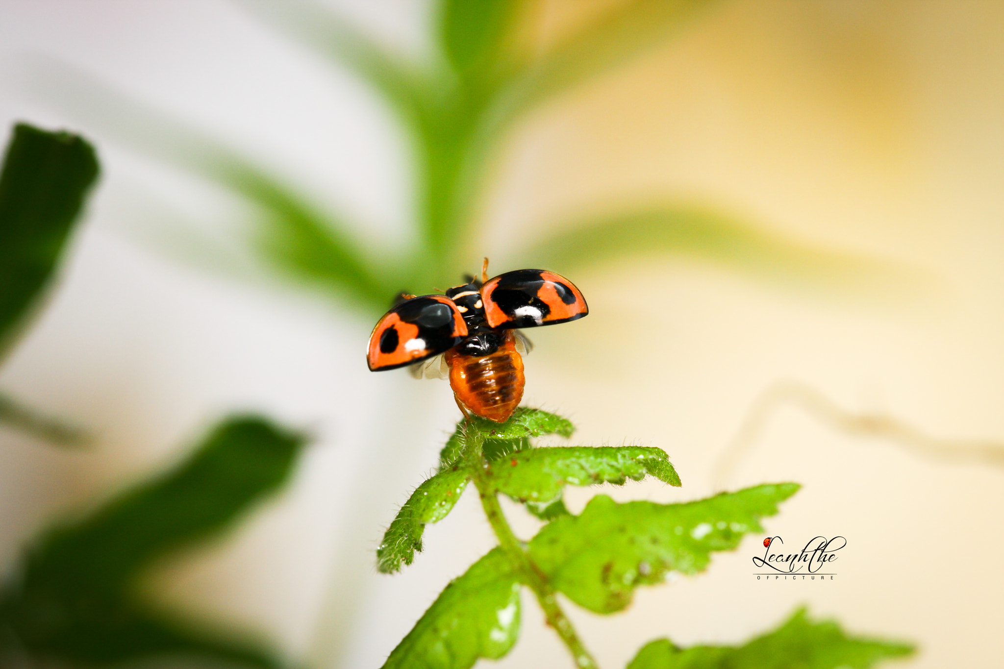 Canon EOS 40D + Canon EF 100mm F2.8L Macro IS USM sample photo. Ready fly photography