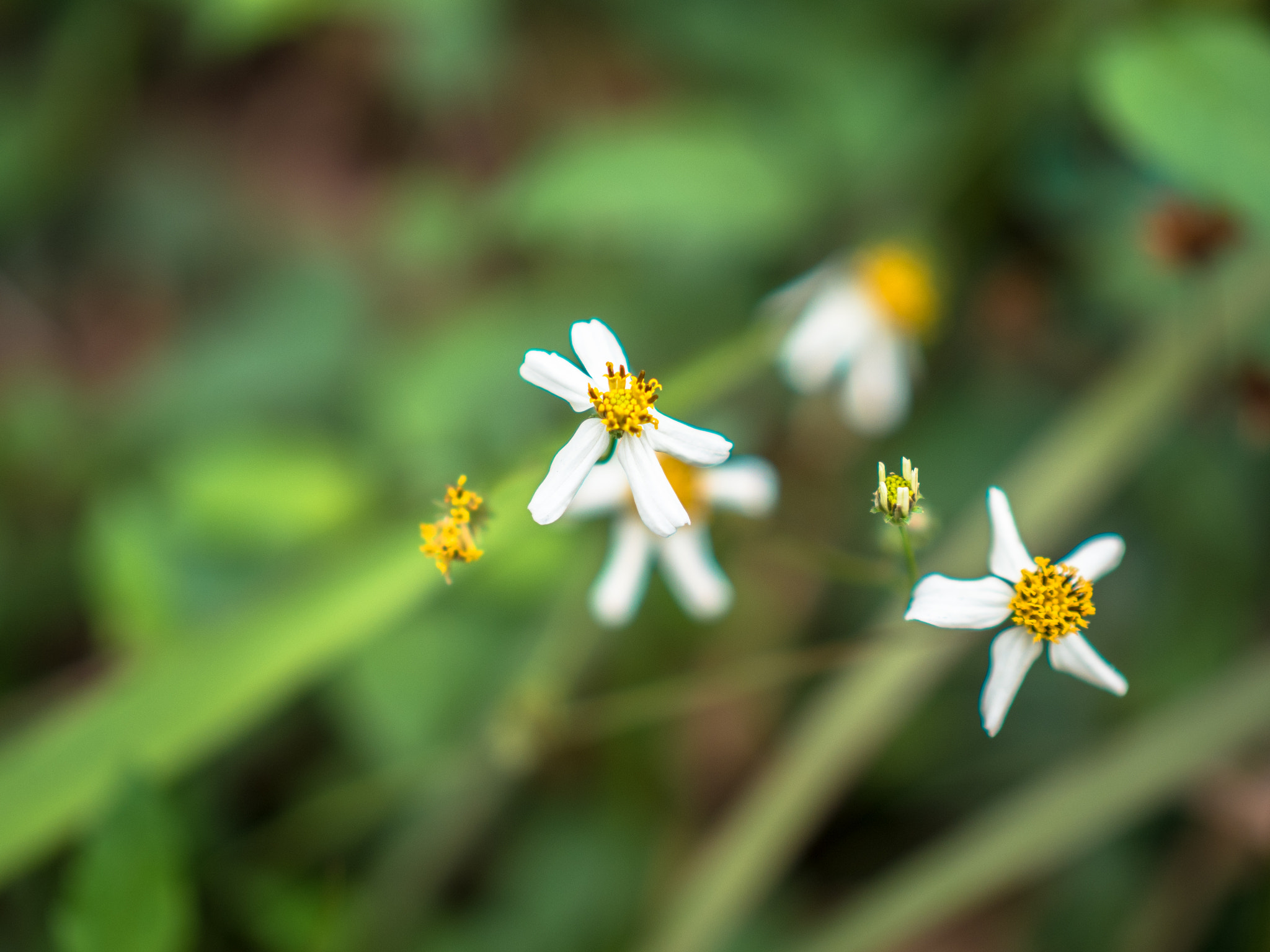 Olympus OM-D E-M5 II + Panasonic Leica DG Nocticron 42.5mm F1.2 ASPH OIS sample photo. Flower photography