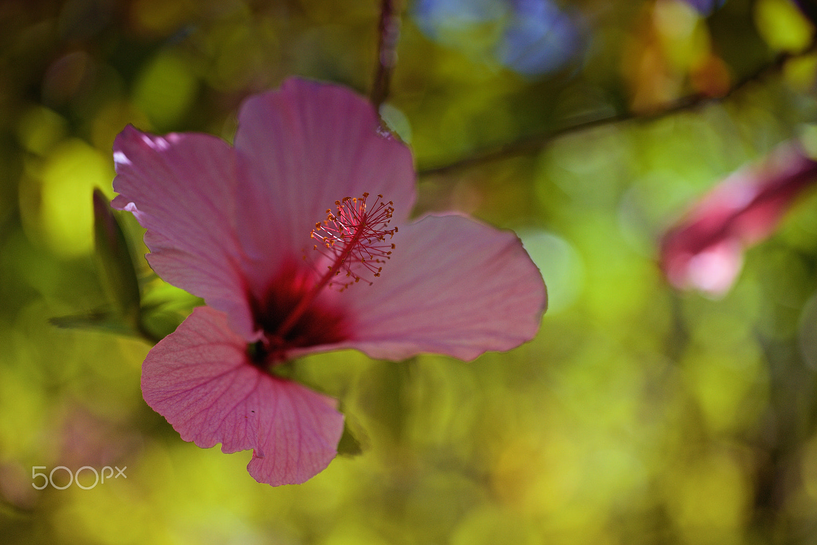 Sony a7R + Canon EF 100mm F2.8L Macro IS USM sample photo. Hibiscus photography