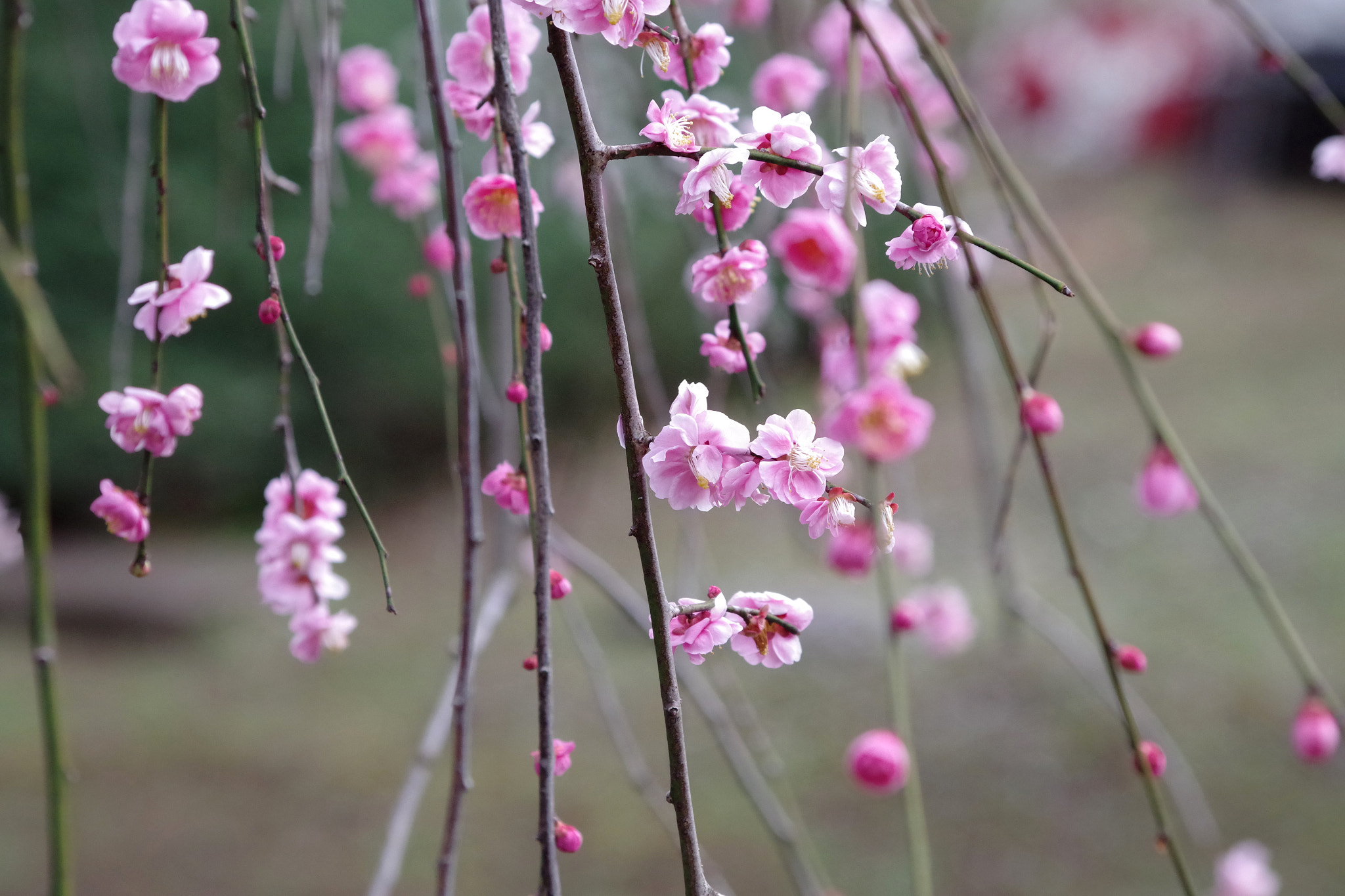 HD Pentax DA 55-300mm F4.0-5.8 ED WR sample photo. Prunus mume (淡路枝垂) photography