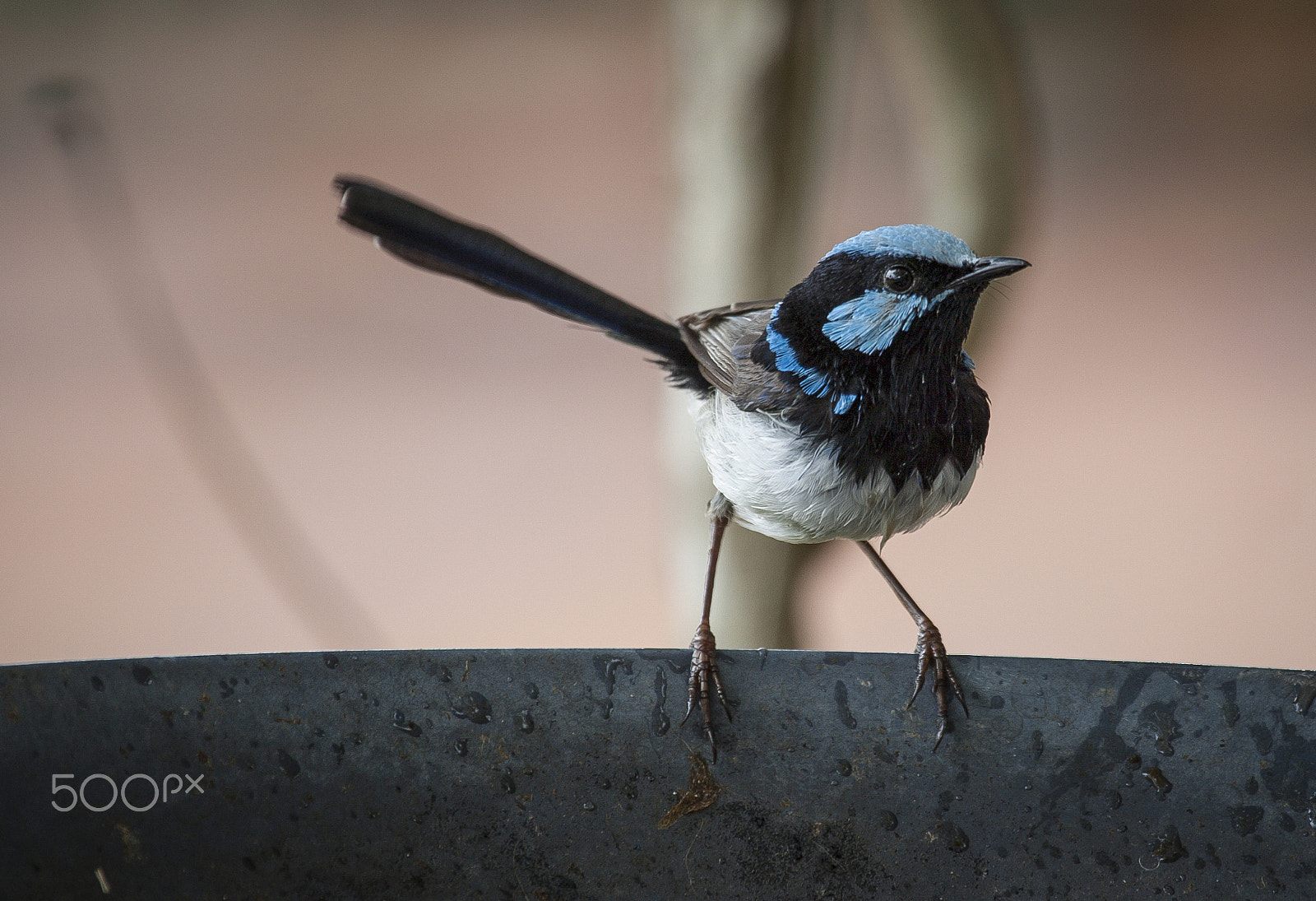 Canon EOS-1D Mark III sample photo. Splendid fairy wren photography