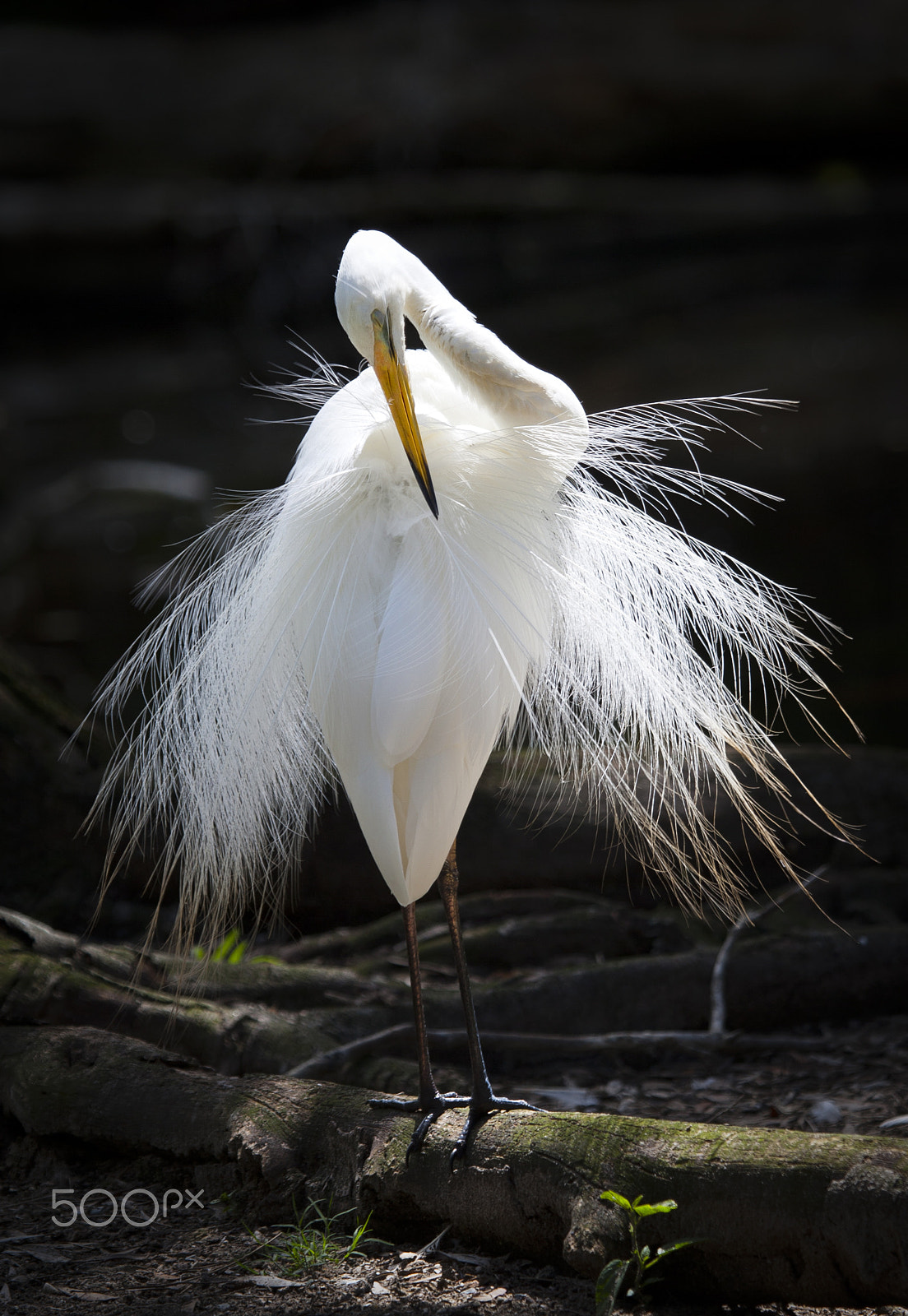 Canon EOS-1D Mark III sample photo. Egret photography