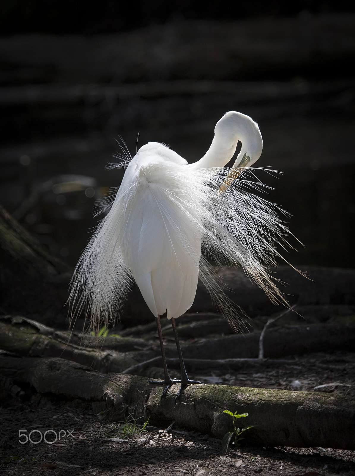 Canon EOS-1D Mark III + Canon EF 100-400mm F4.5-5.6L IS USM sample photo. Egret photography