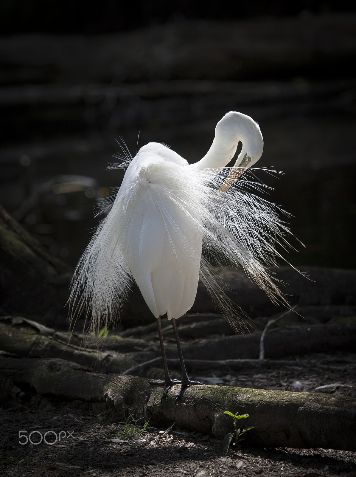 Canon EOS-1D Mark III sample photo. Egret photography