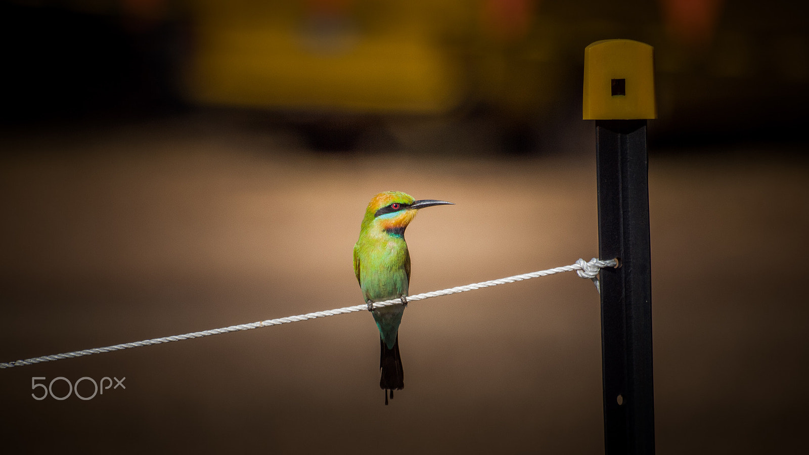 Olympus E-30 sample photo. Bird on a string photography