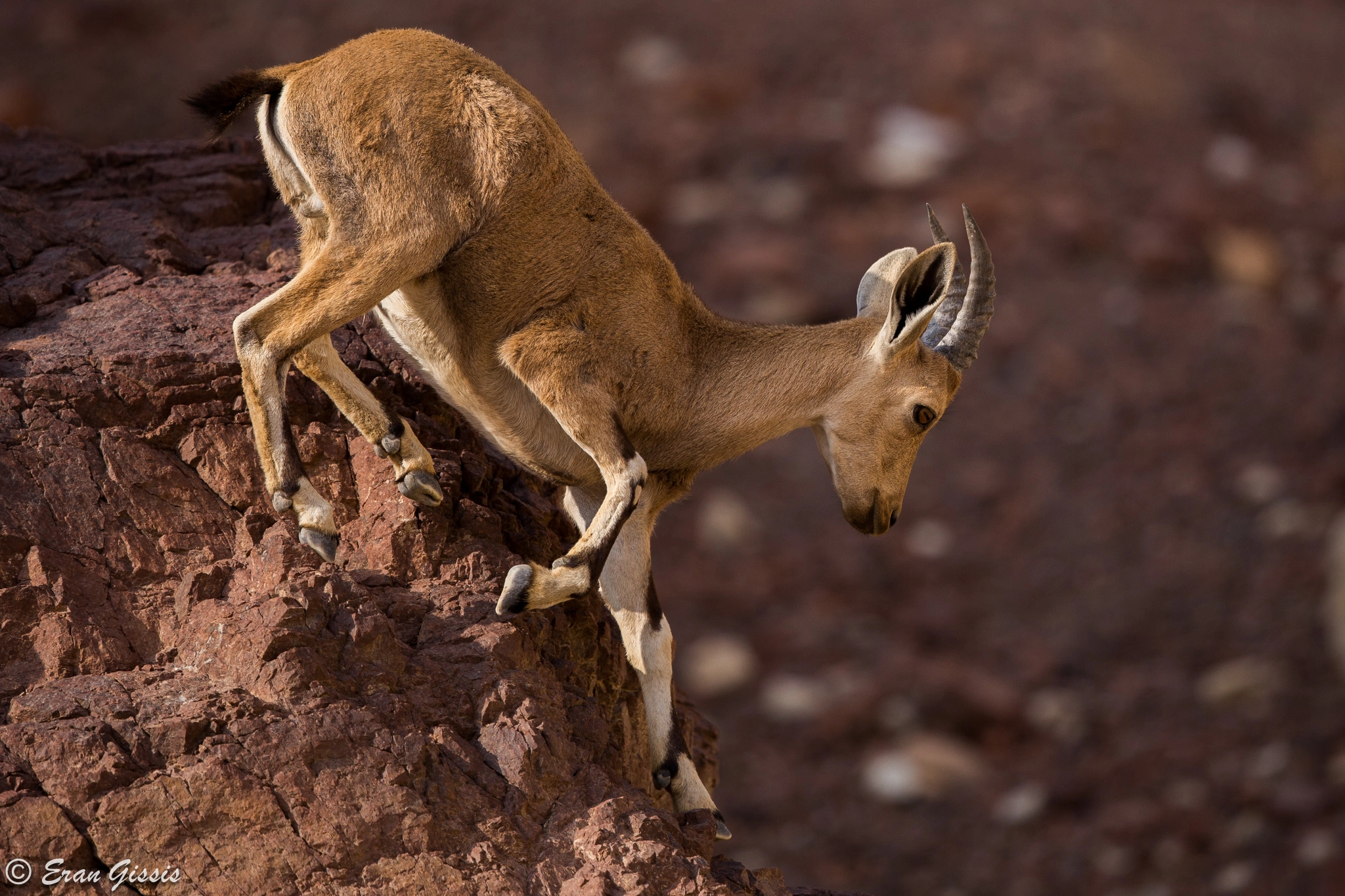 Canon EF 500mm F4L IS II USM sample photo. Nubian ibex photography