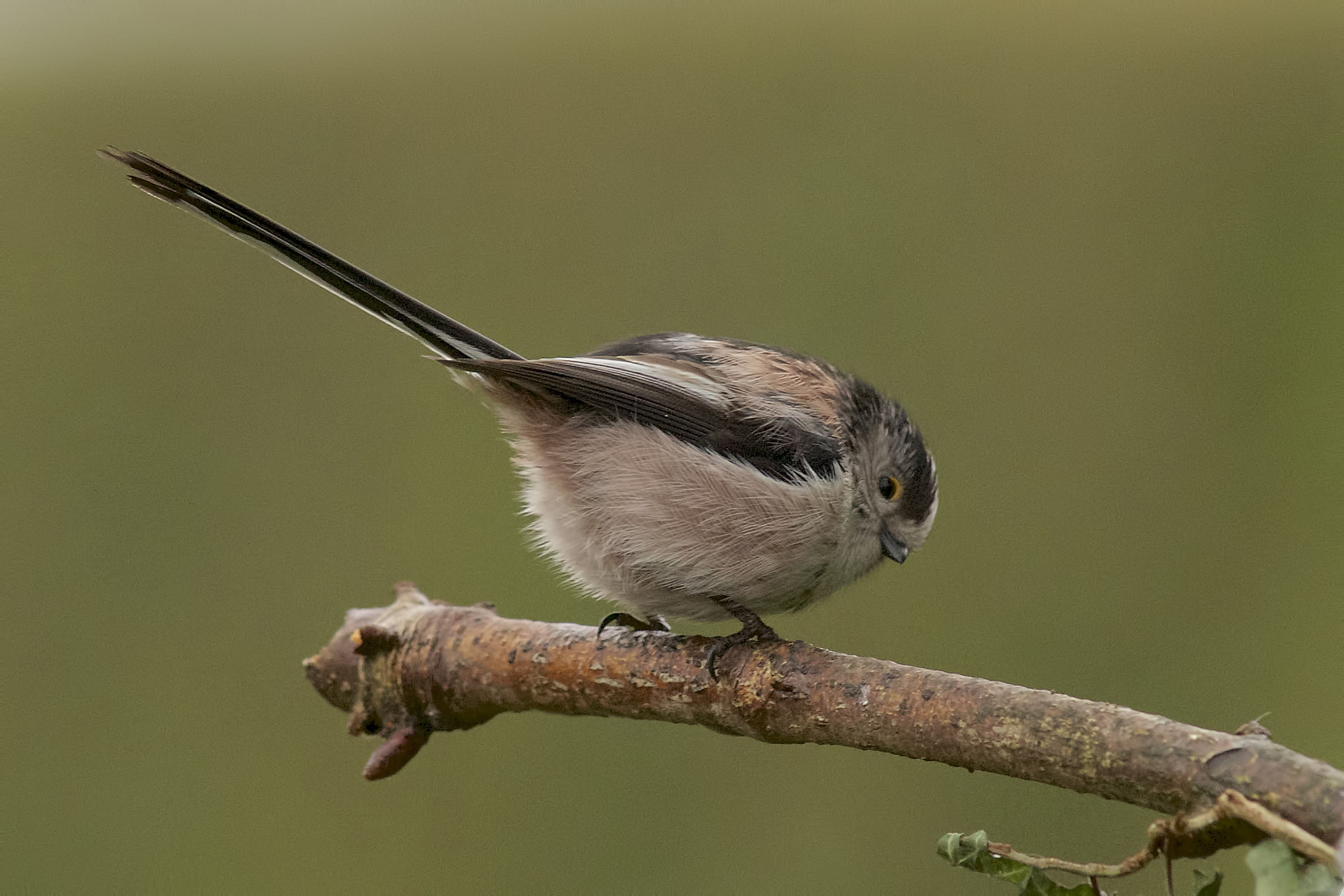 Sony a99 II sample photo. Long tailed tit a photography