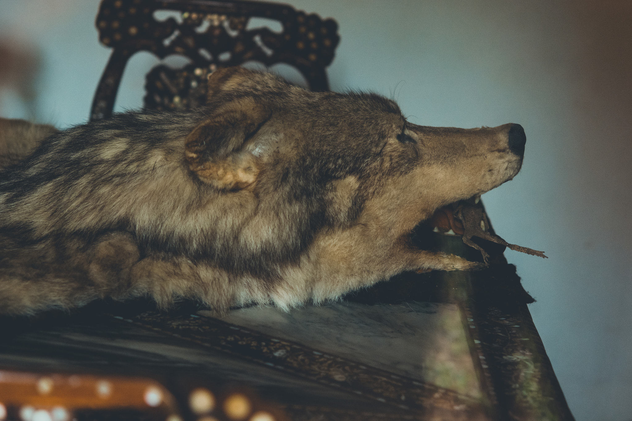 Nikon AF-S Micro-Nikkor 60mm F2.8G ED sample photo. Wolf skin in baan dam museum. chiang rai photography