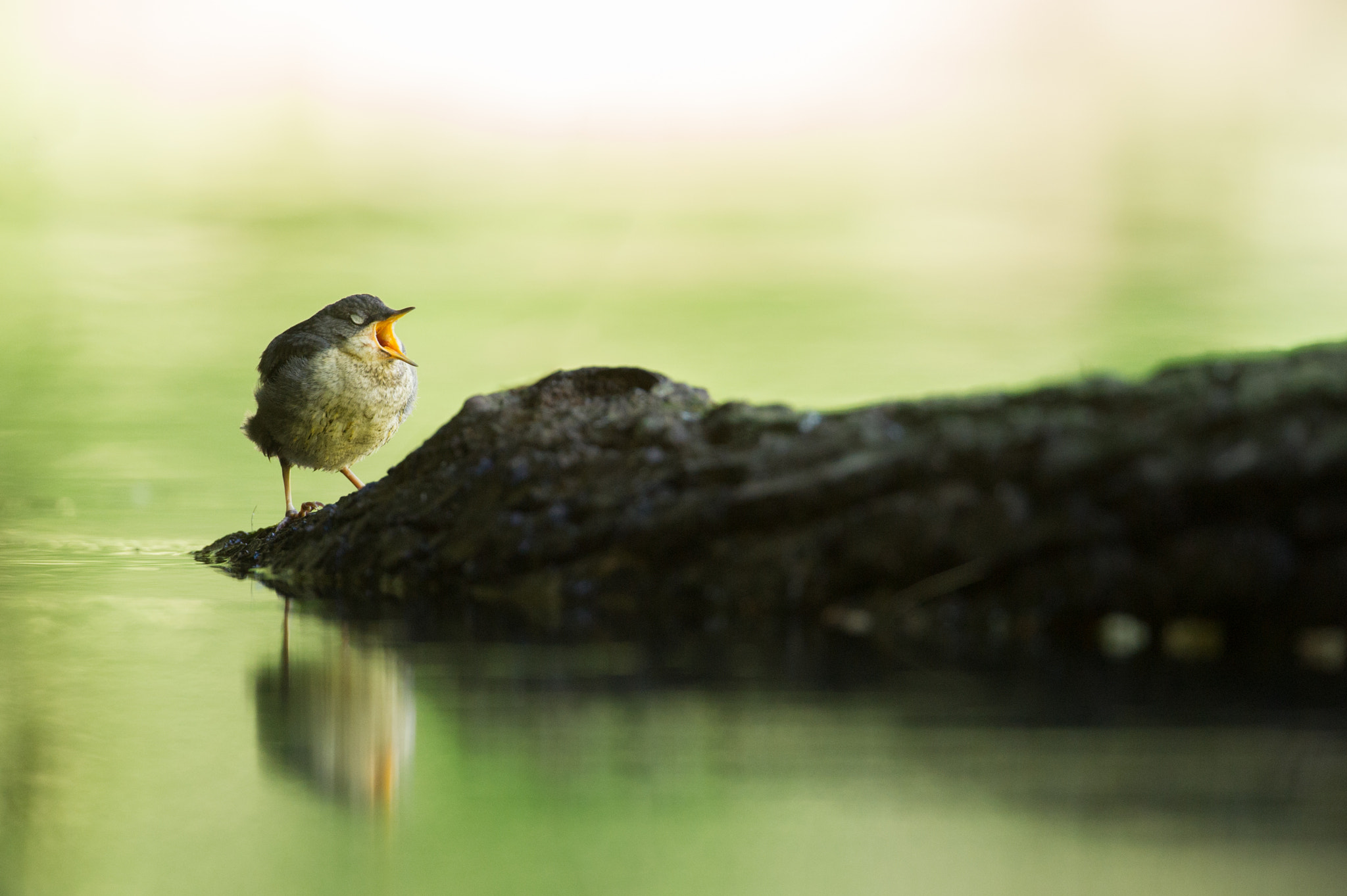 Nikon D3S + Nikon AF-S Nikkor 500mm F4G ED VR sample photo. Dipper photography