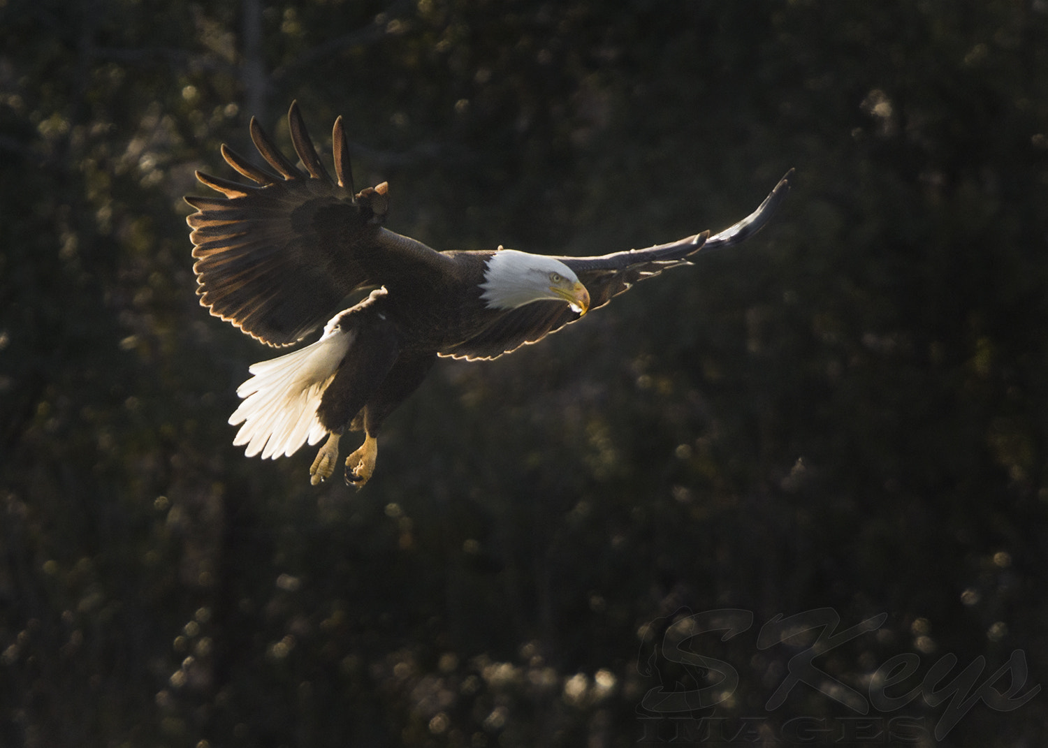 Nikon D7200 + Sigma 500mm F4.5 EX DG HSM sample photo. Approach (bald eagle) photography