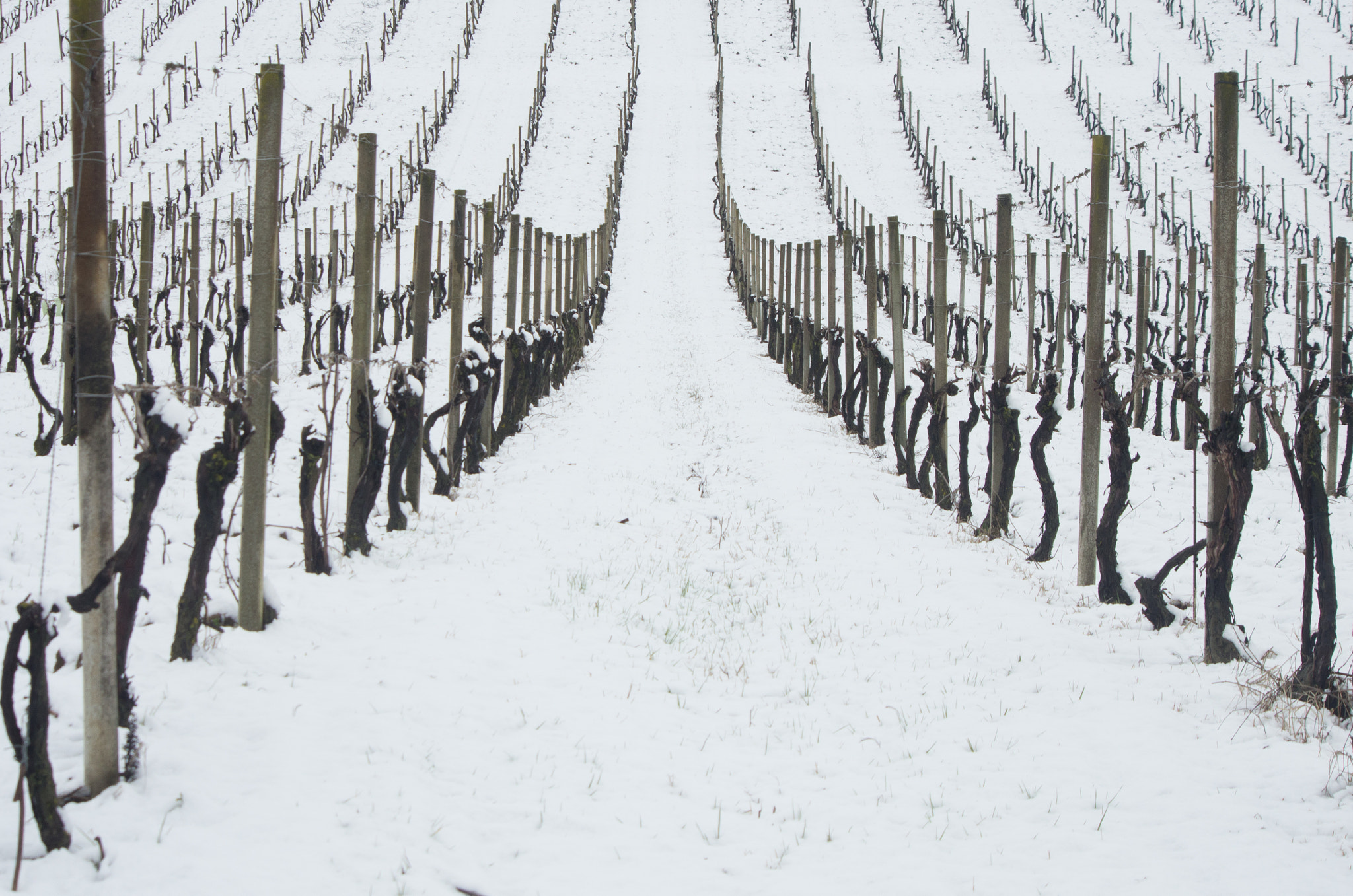 smc PENTAX-DA L 55-300mm F4-5.8 ED sample photo. Winter corridor on the vineyard  photography