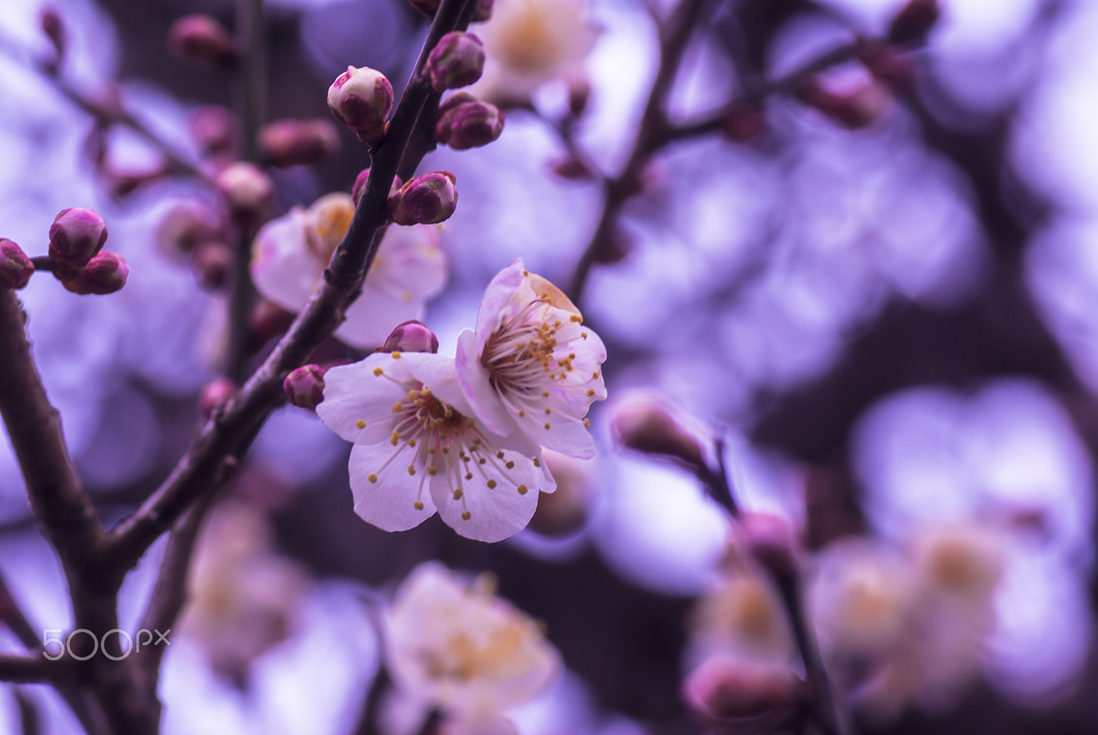 Pentax K10D + Tamron SP AF 90mm F2.8 Di Macro sample photo. "梅花 " baika photography