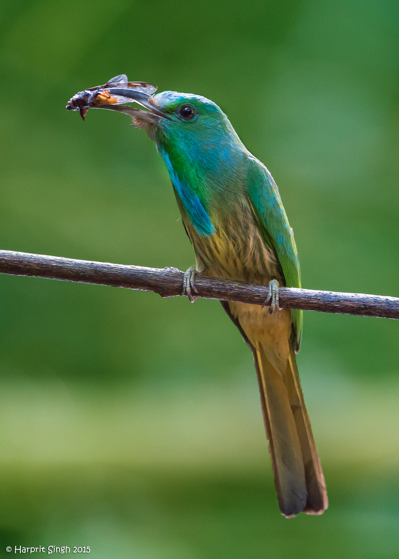 Nikon D4S + Nikon AF-S Nikkor 600mm F4G ED VR sample photo. Bluebeard. photography