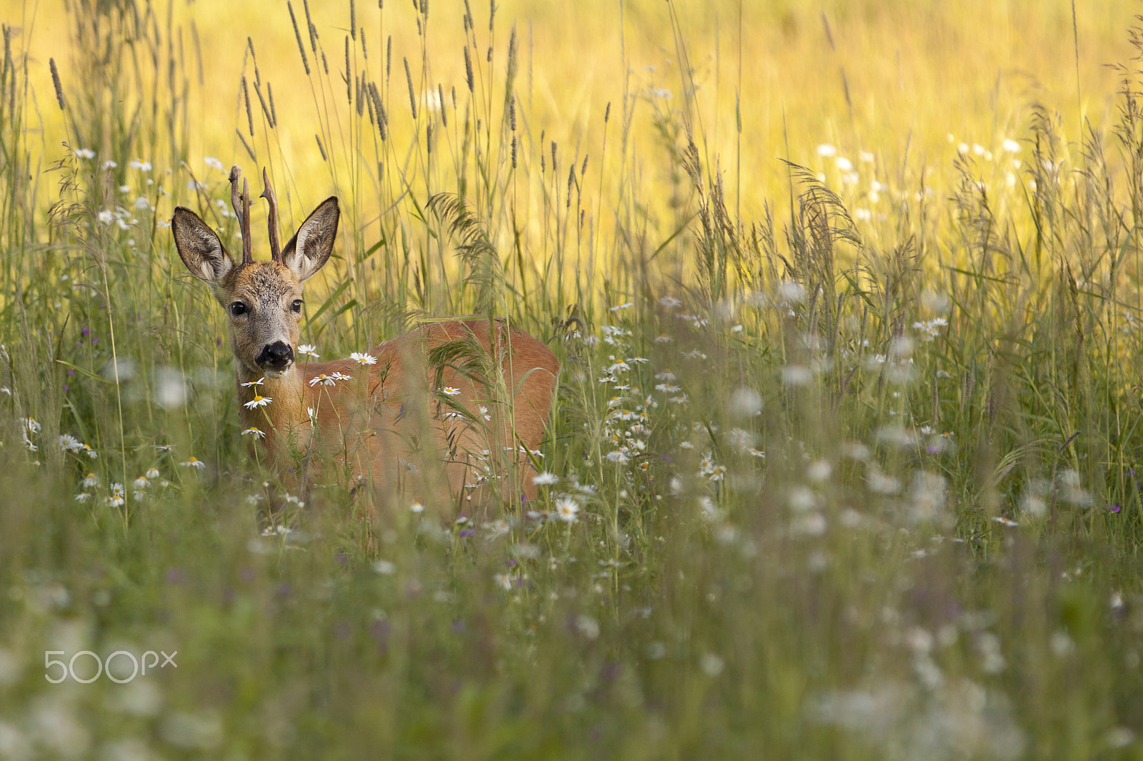 Canon EOS 50D + Canon EF 300mm F2.8L IS USM sample photo. Buck deer in the wild photography