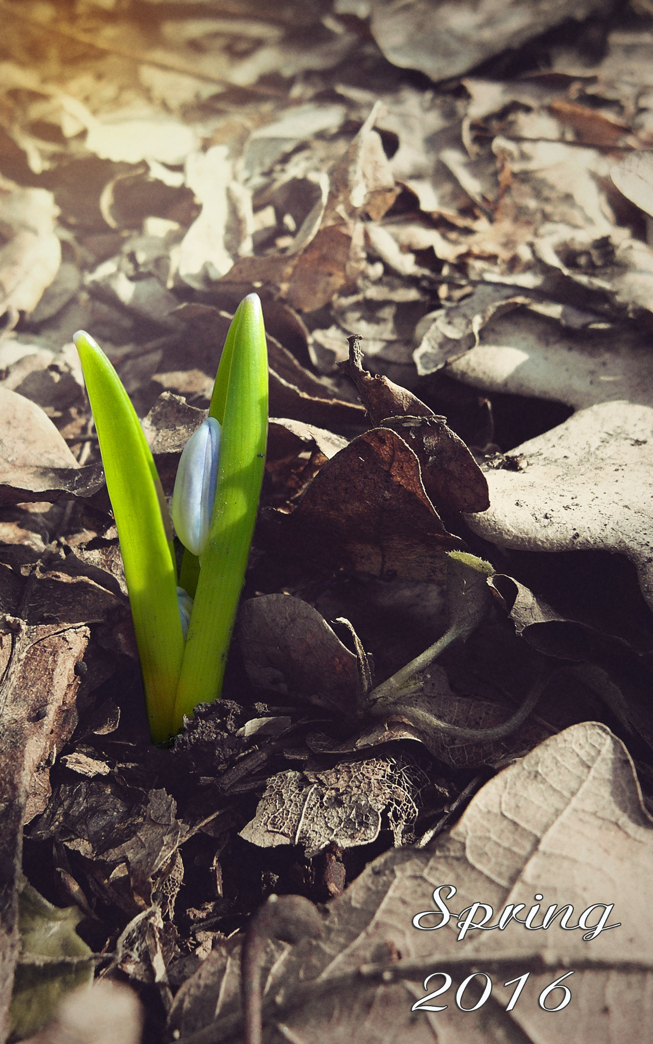 Samsung WB2000 sample photo. Sam_13531.jpg photography