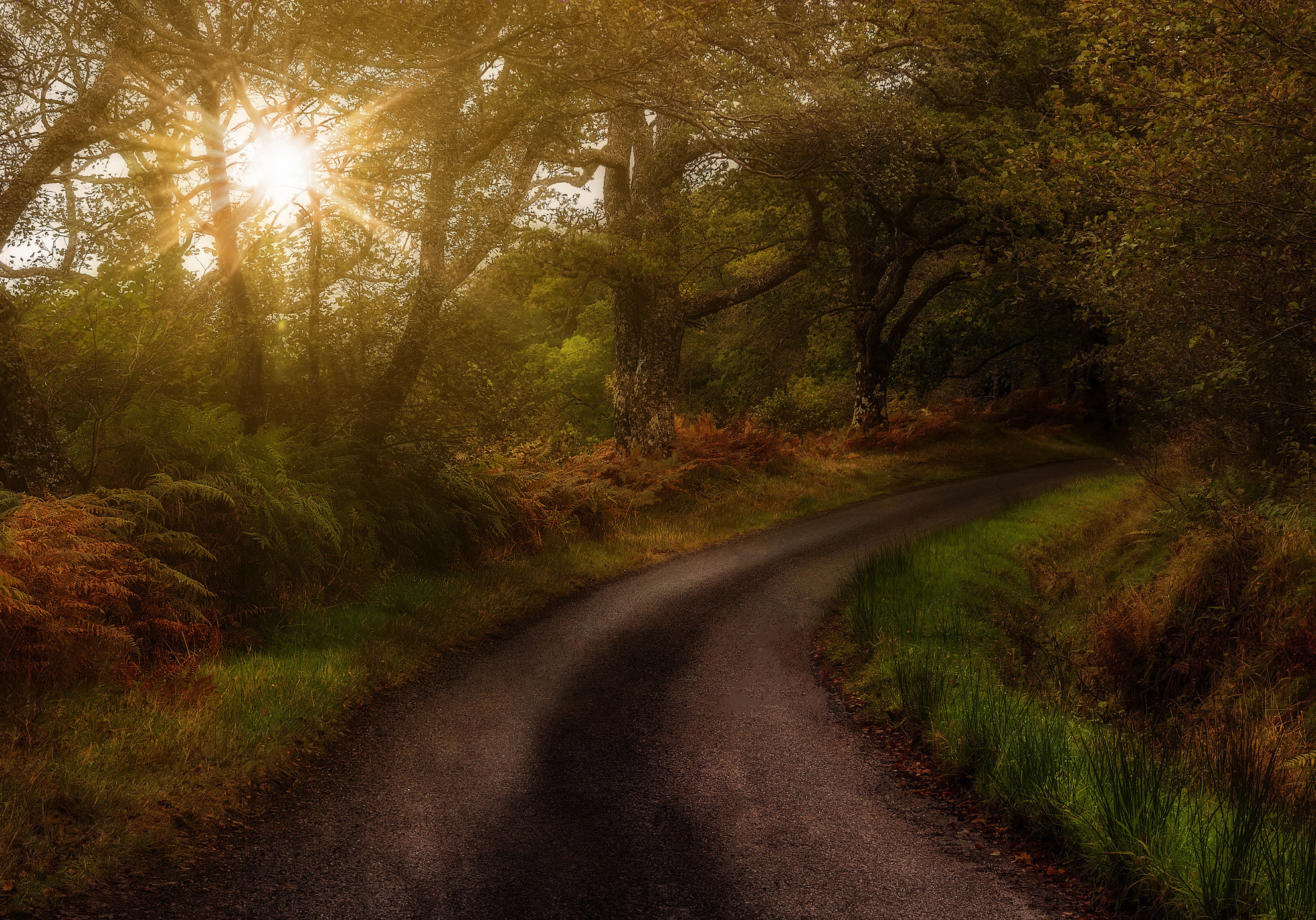 Sony Alpha DSLR-A700 sample photo. Forest road photography