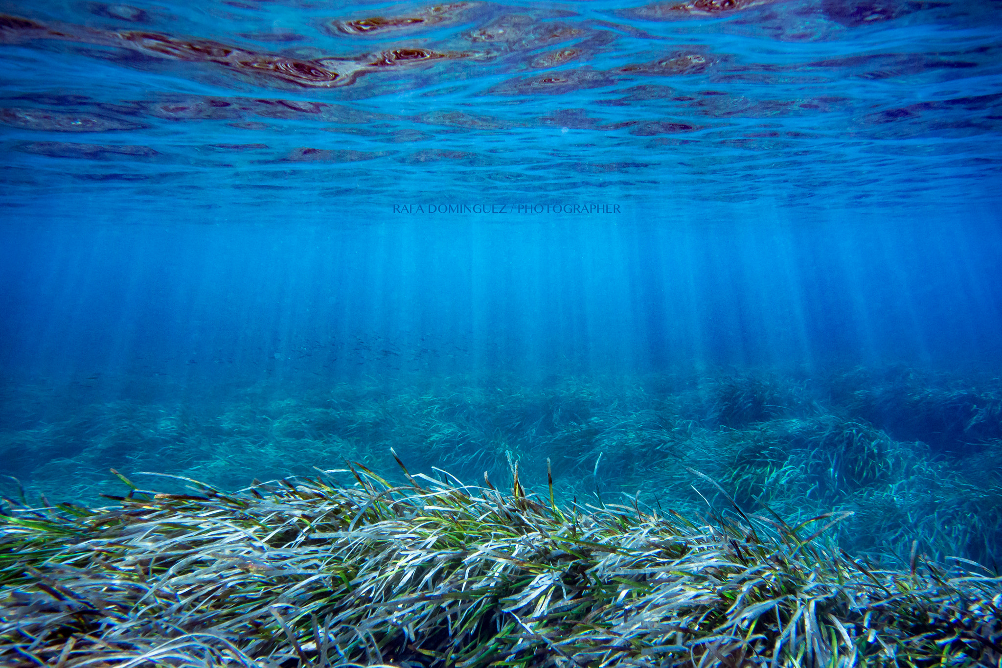 Nikon 1 J3 sample photo. Posidonia beds of ibiza photography
