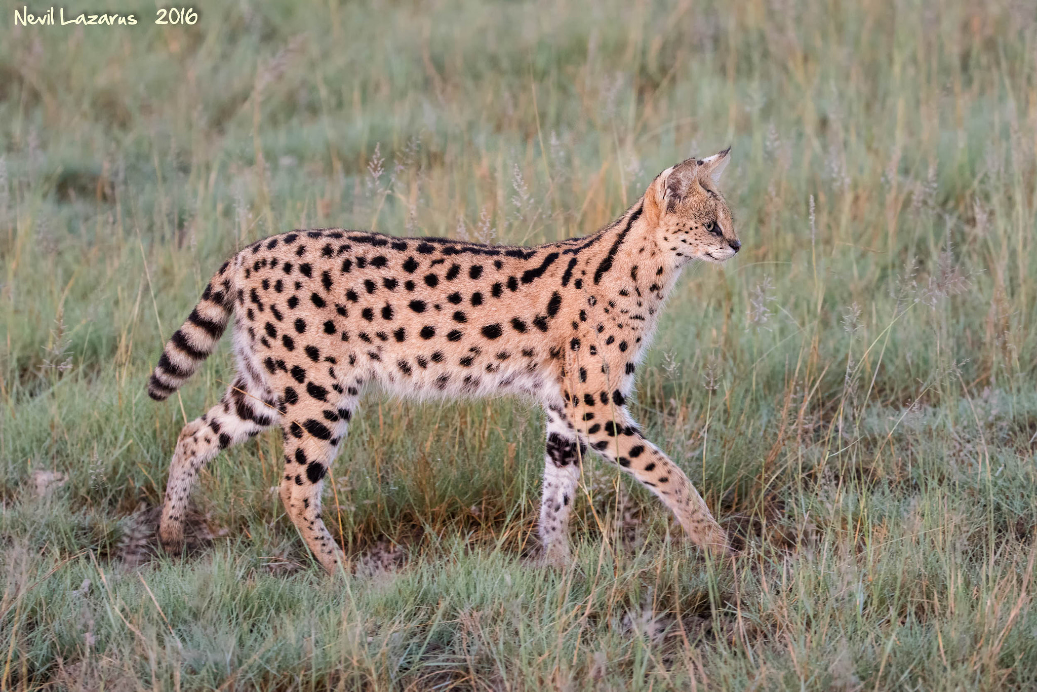 Canon EF 200-400mm F4L IS USM Extender 1.4x sample photo. Serval in ndutu early morning photography
