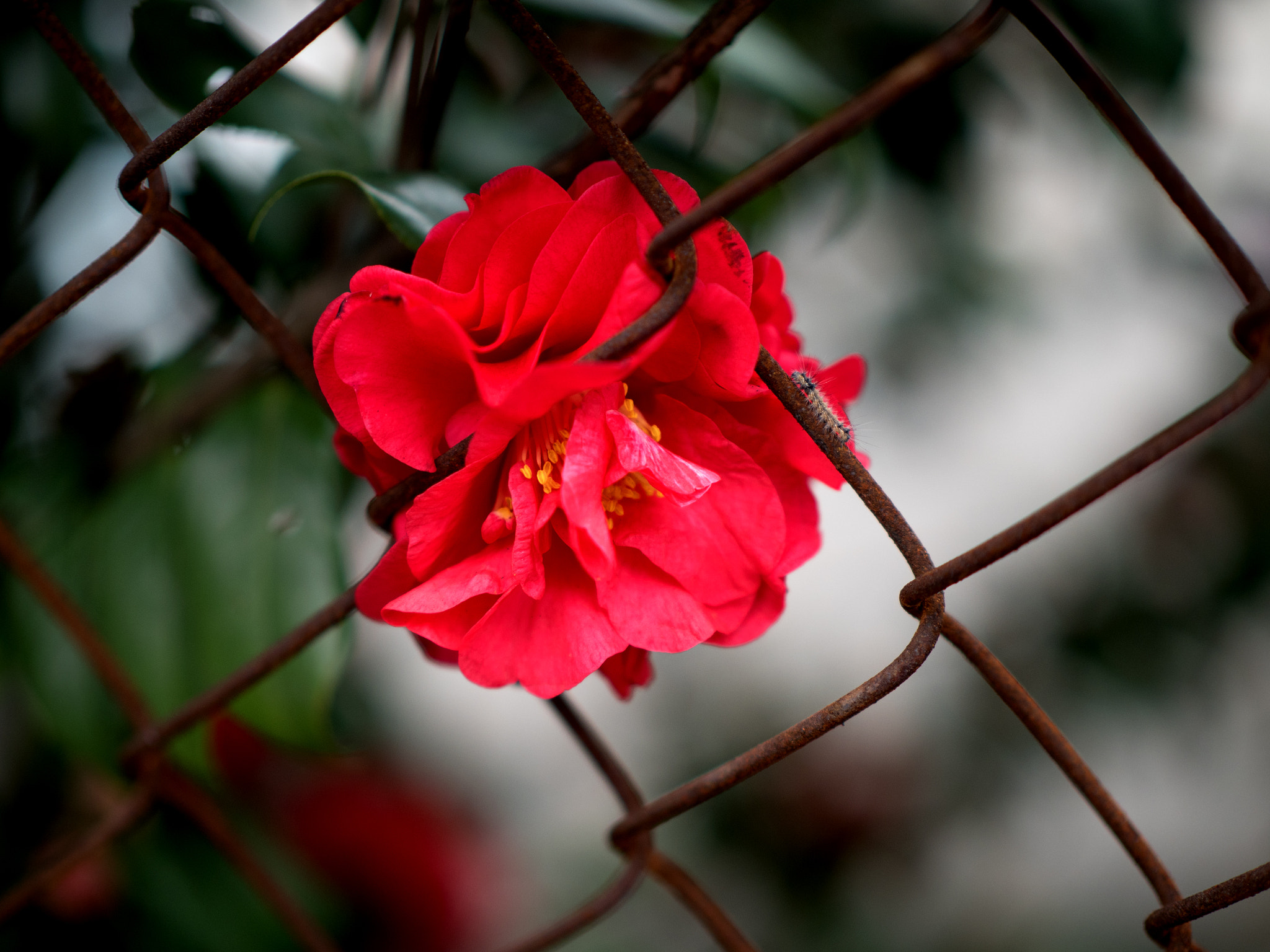 Olympus OM-D E-M5 II + Panasonic Leica DG Nocticron 42.5mm F1.2 ASPH OIS sample photo. Rose and catepillar photography