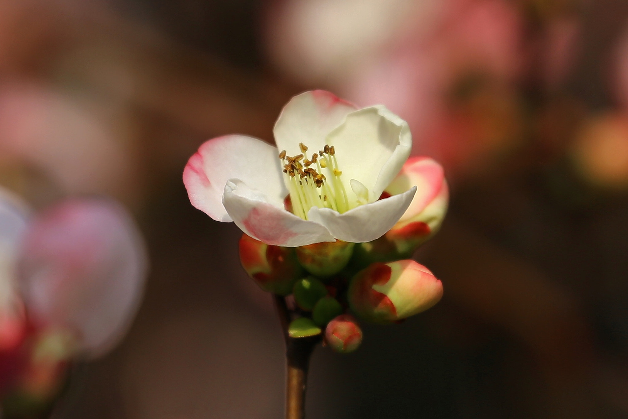 Canon EF 70-300mm F4-5.6L IS USM sample photo