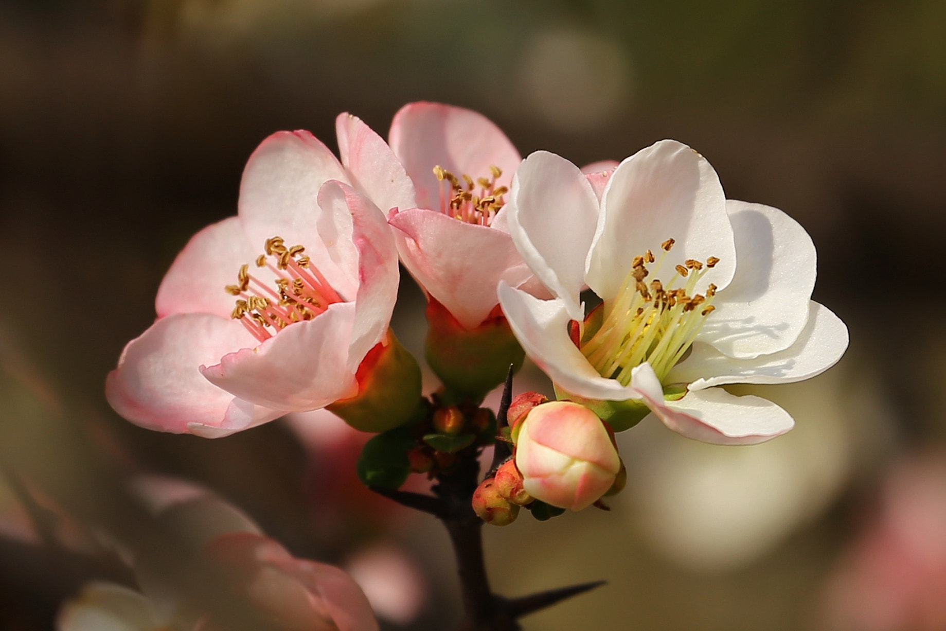 Canon EF 70-300mm F4-5.6L IS USM sample photo. Untitled photography