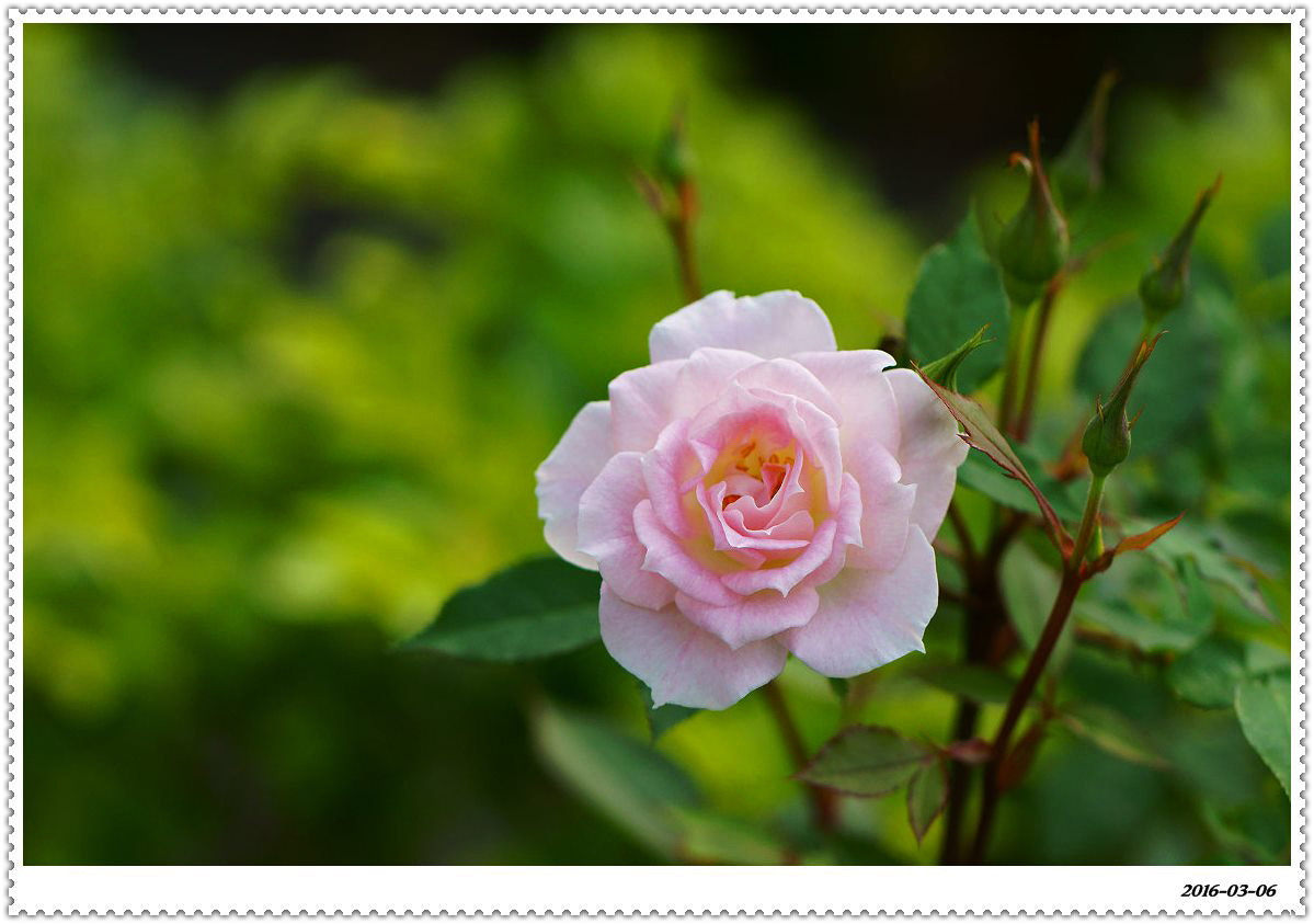 100mm F2.8 OSS sample photo. Rose photography