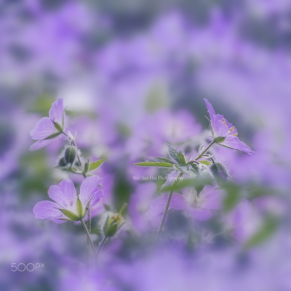 Panasonic Leica DG Macro-Elmarit 45mm F2.8 ASPH OIS sample photo. Flax flowers 04 photography