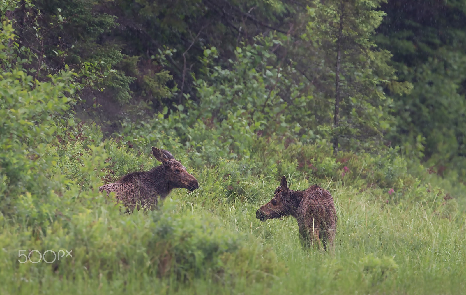 Canon EOS 7D + Canon EF 300mm F2.8L IS II USM sample photo. Moose calves - algonquin park photography