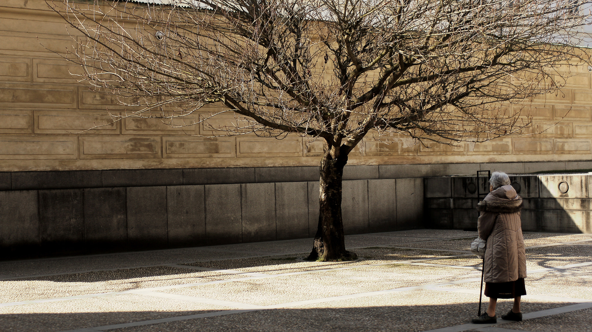 Canon EF 28-90mm f/4-5.6 sample photo. The tree before wall photography