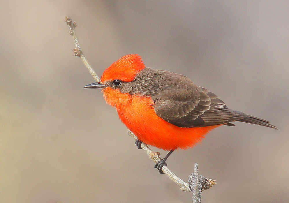 Vermilion Flycatcher Red Breasted Birds: A Guide to the Most Colorful birds