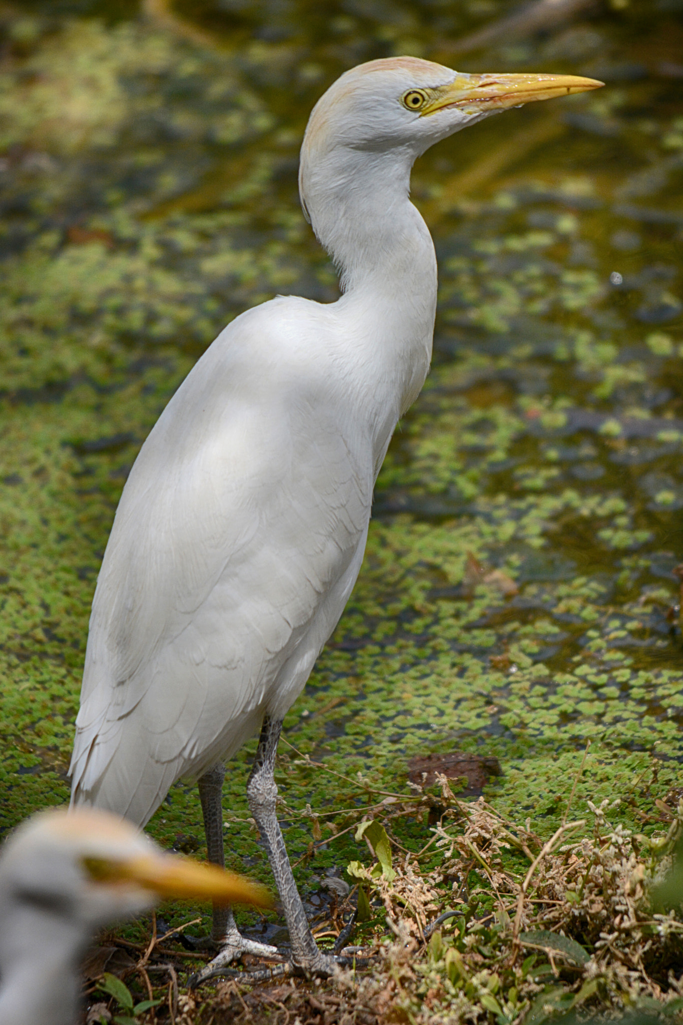 Sigma 150-500mm F5-6.3 DG OS HSM sample photo. Ardea in senegal photography
