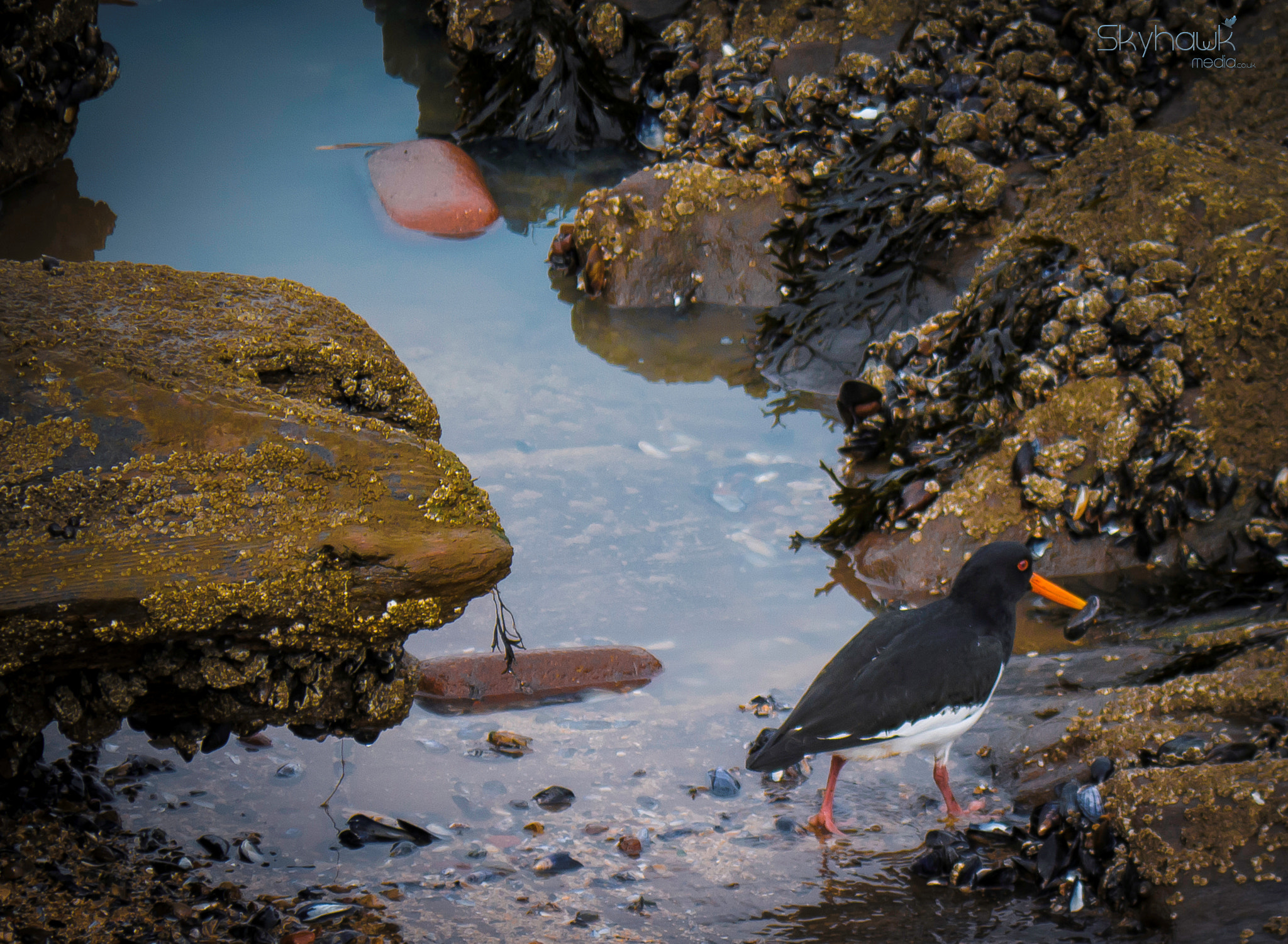 Panasonic Lumix DMC-G7 sample photo. Oystercaught photography
