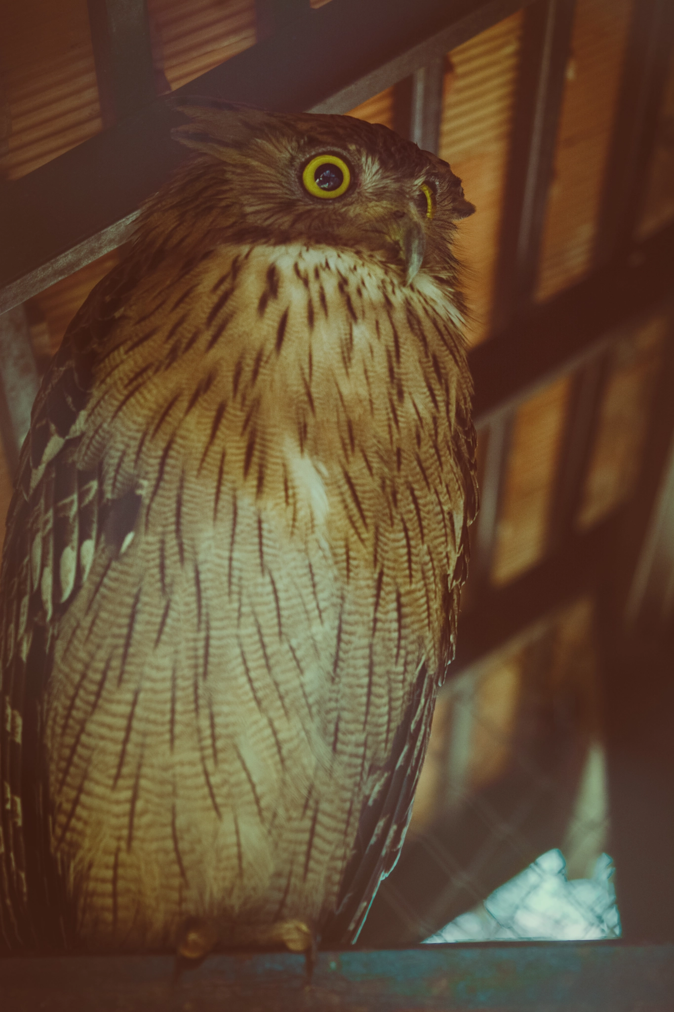Nikon AF-S Micro-Nikkor 60mm F2.8G ED sample photo. Owl in the black house. chiang rai photography