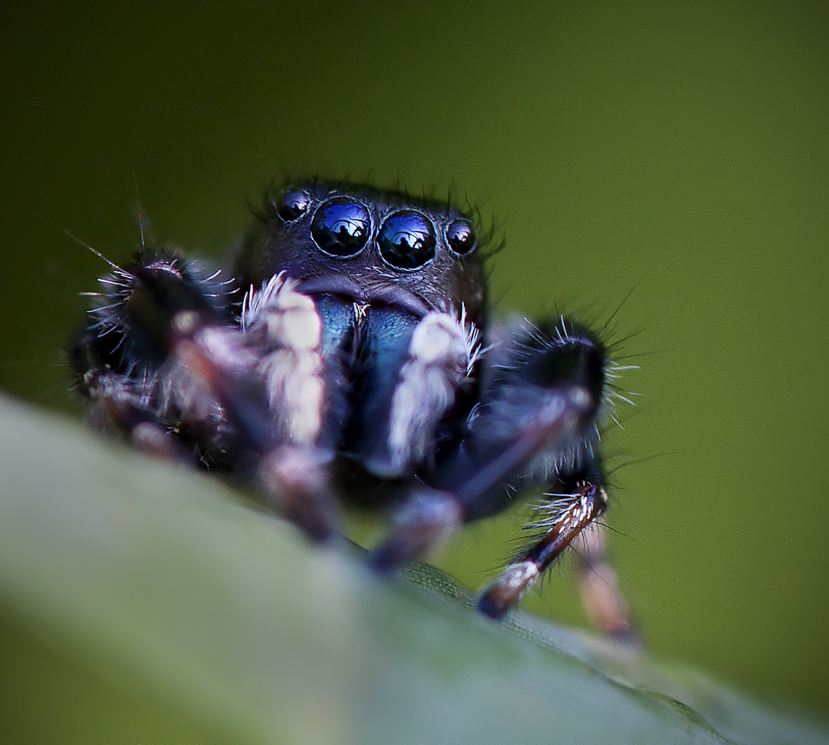 Tamron SP AF 180mm F3.5 Di LD (IF) Macro sample photo. Jumper 8721 photography
