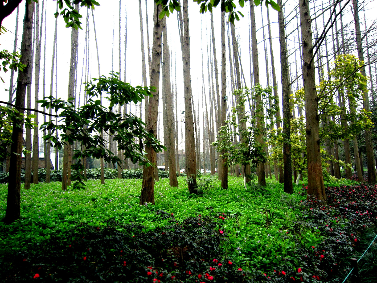 Canon PowerShot SD3500 IS (IXUS 210 / IXY 10S) sample photo. Trees touching sky photography