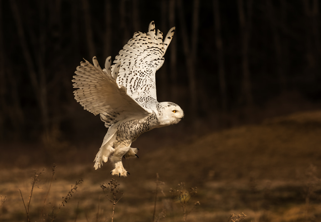 Snowy Owl