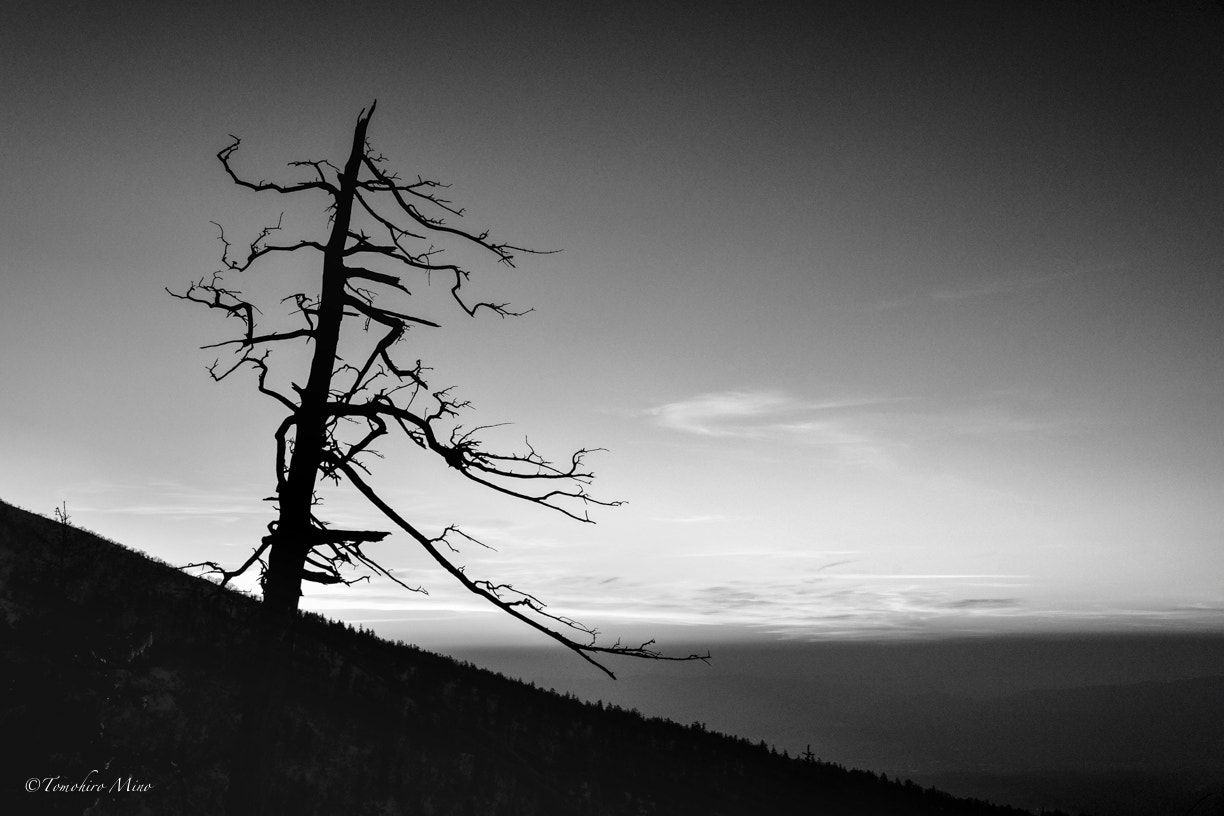 Nikon D3X sample photo. One tree photography
